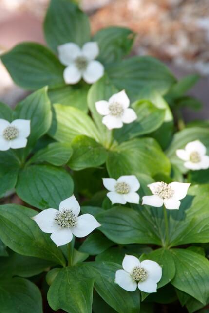 green-guardia-cornus-canadensis-hartriegel-bodendecker-6x image 5