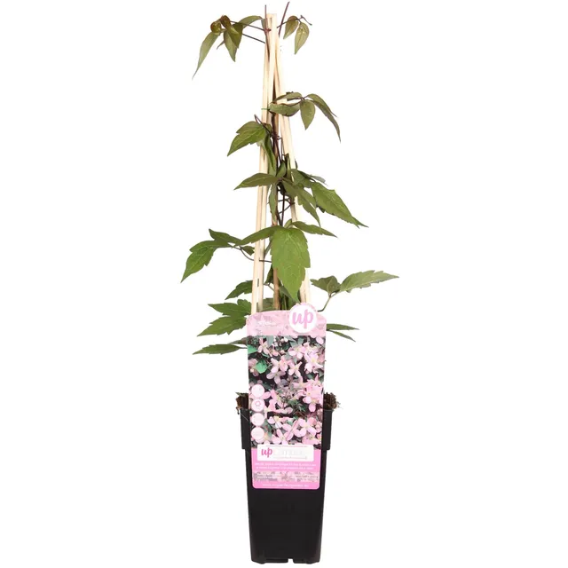 green-guardia-fragrant-spring-clematis-kletterpflanze-hellrosa image 1