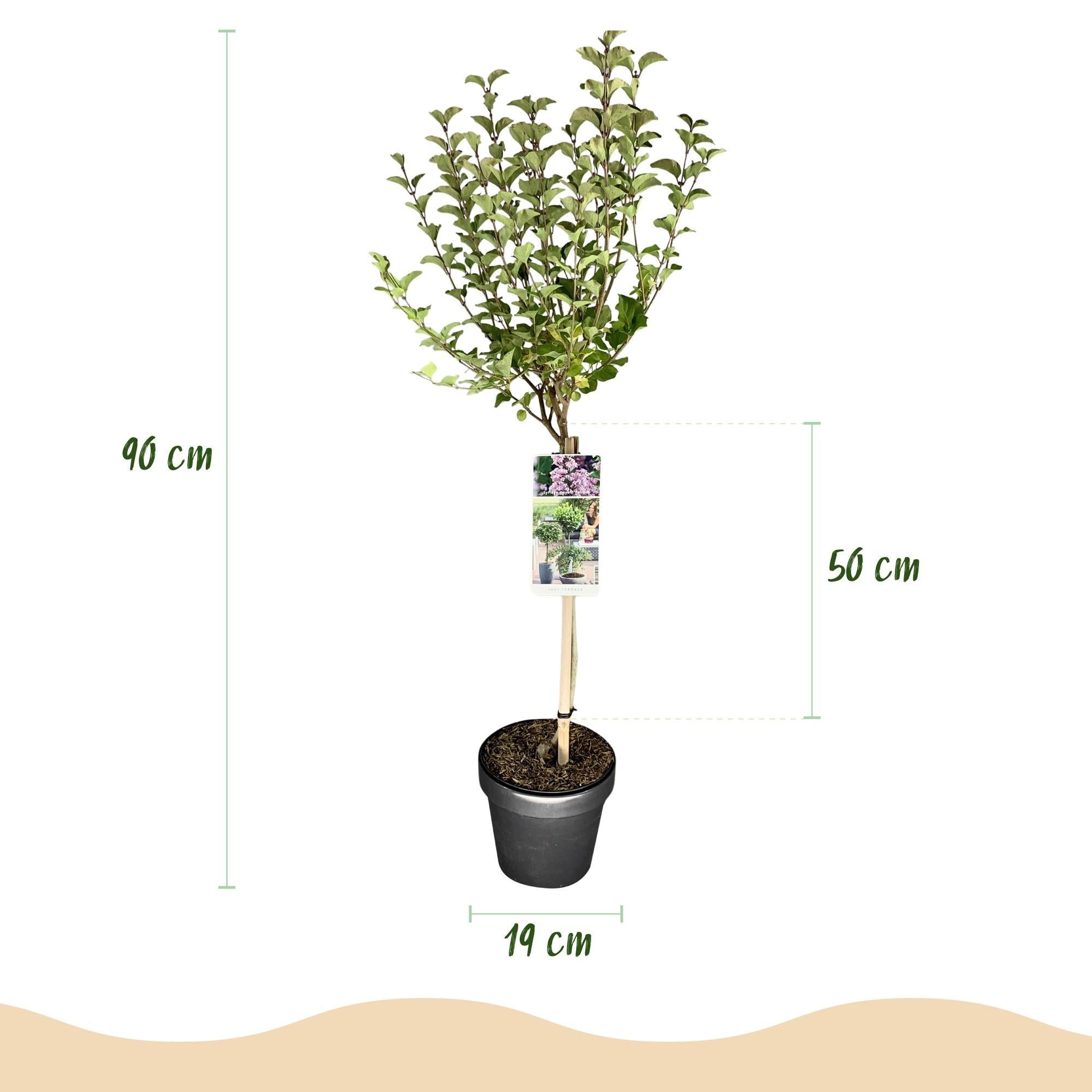 green-guardia-palibin-flieder-zierstrauch-lila-90-cm image 2