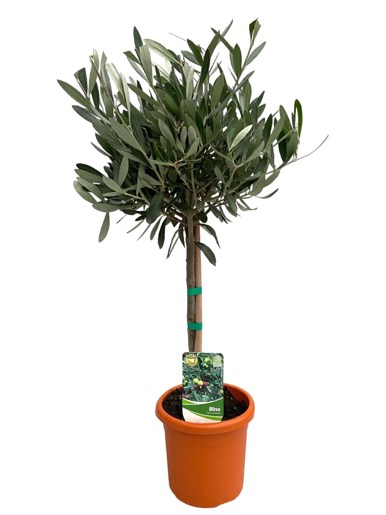 green-guardia-unsere-pflanzen-olea-europaea-olivenbaum-stamm-15cm-60cm image 1