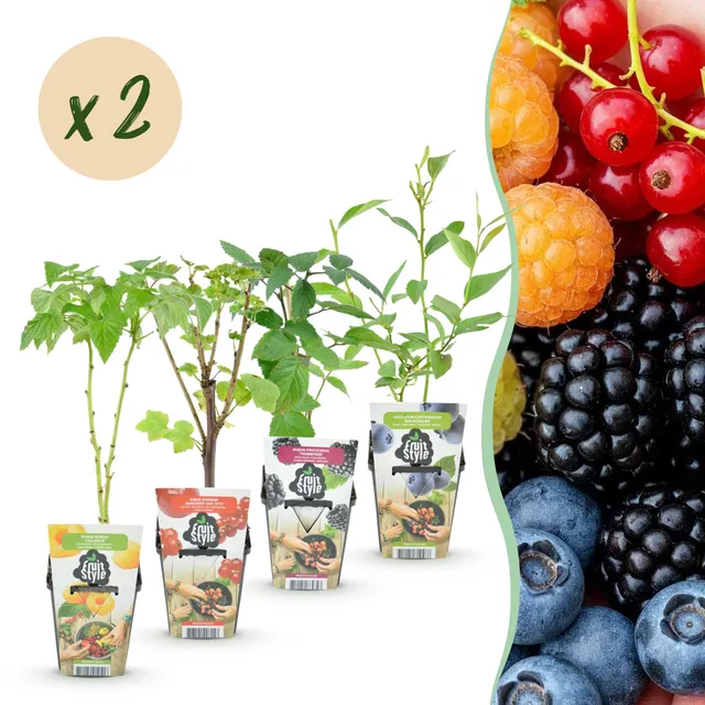 green-guardia-beerenmix-regenbogen-obstpflanzen-8x-9cm-topf image 1