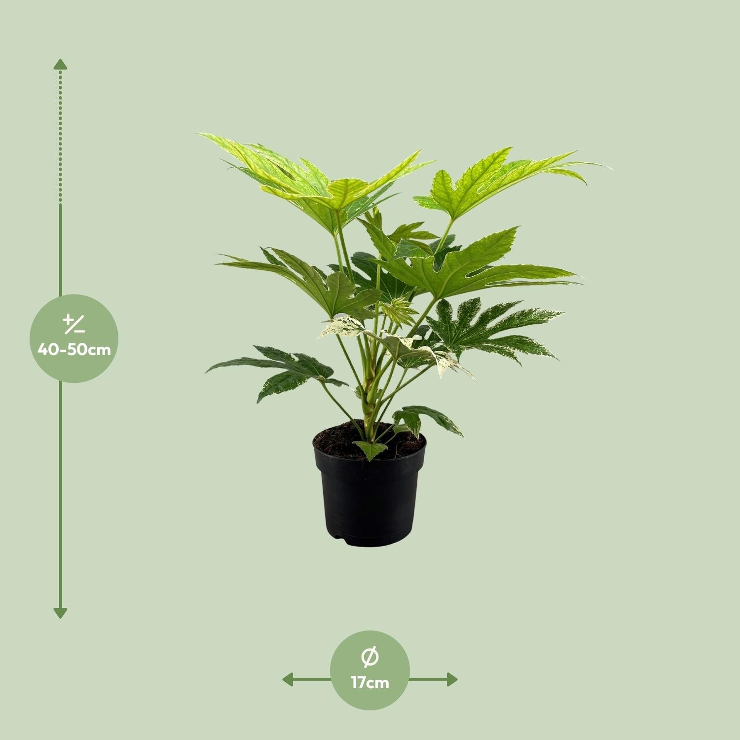 green-guardia-unsere-pflanzen-fatsia-spider-web-zimmeraralie-17cm image 2