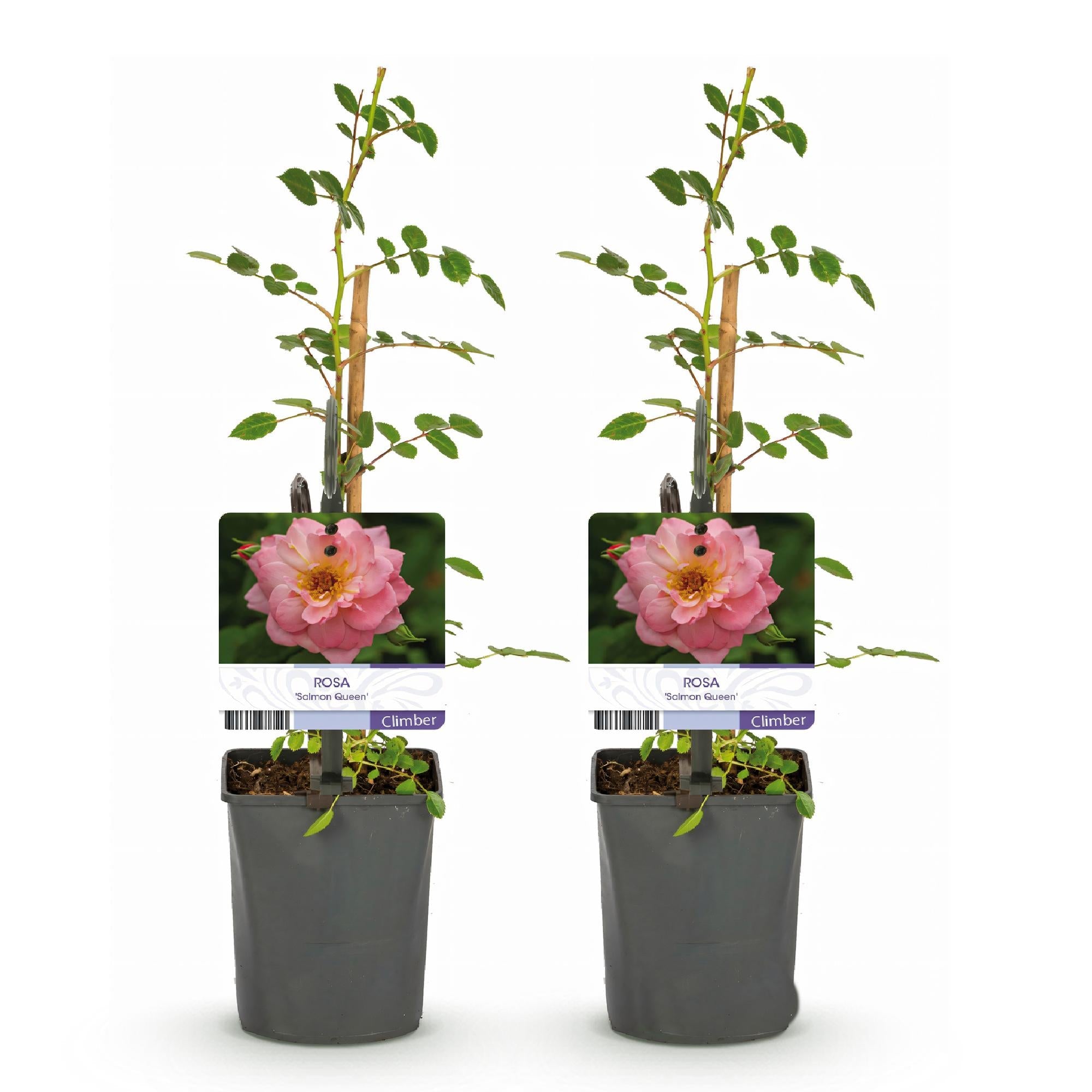 green-guardia-rosa-salmon-queen-kletterrose-lachsrosa-2-pflanzen image 2