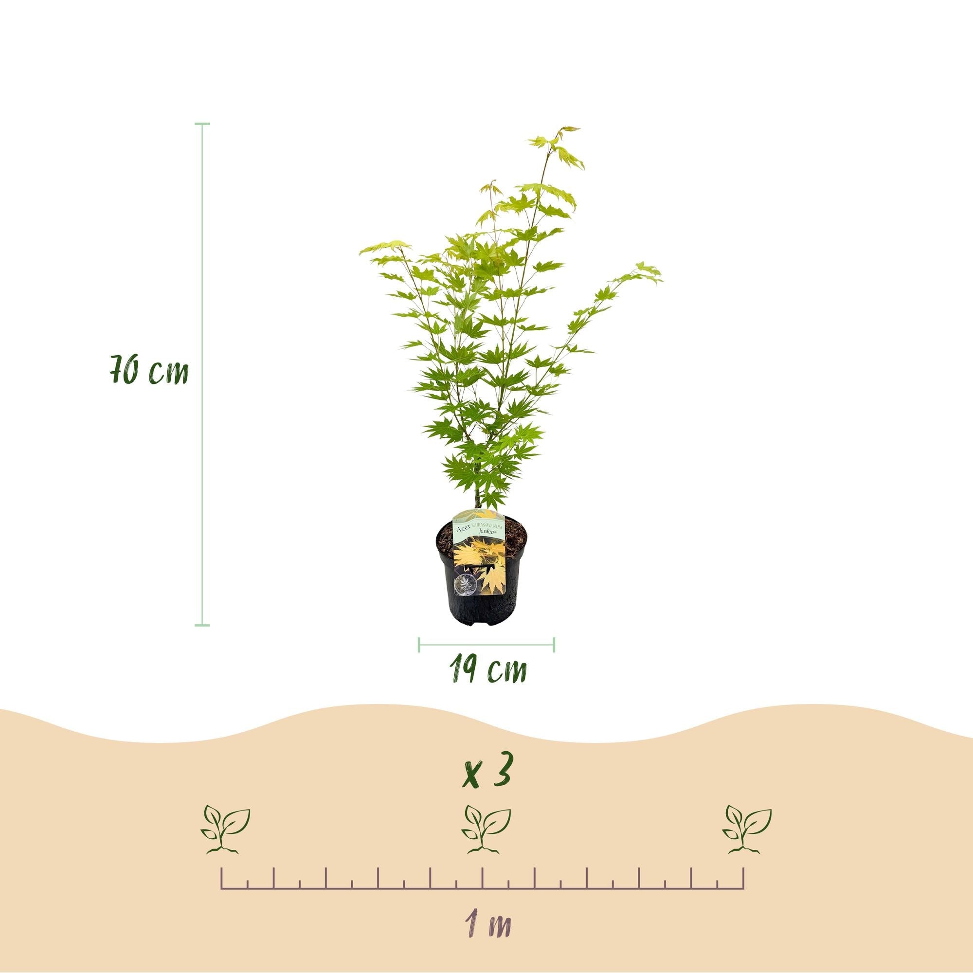 green-guardia-unsere-pflanzen-acer-palmatum-jordan-ahorn-70cm-wei image 2