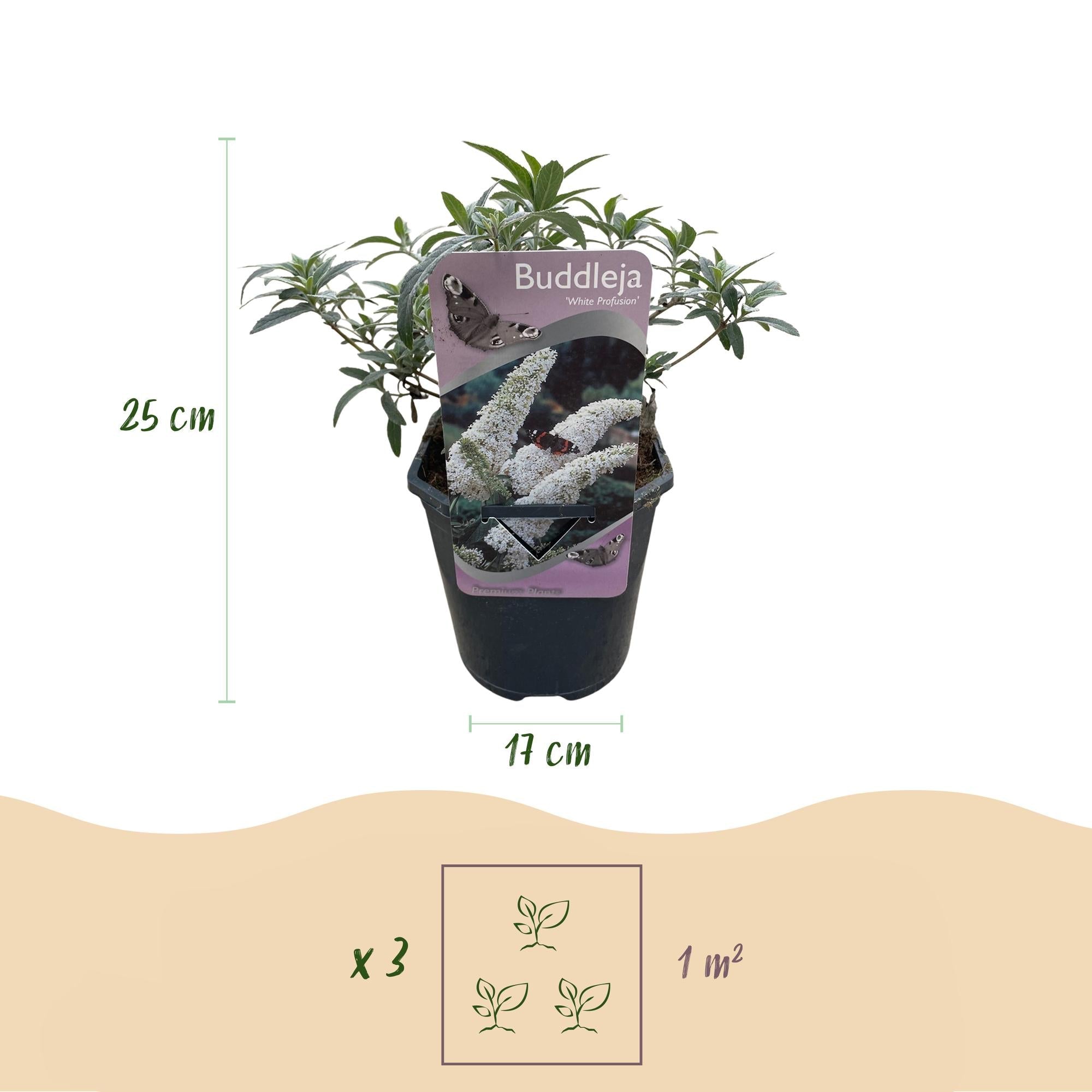 green-guardia-white-profusion-schmetterlingsstrauch-25cm image 2