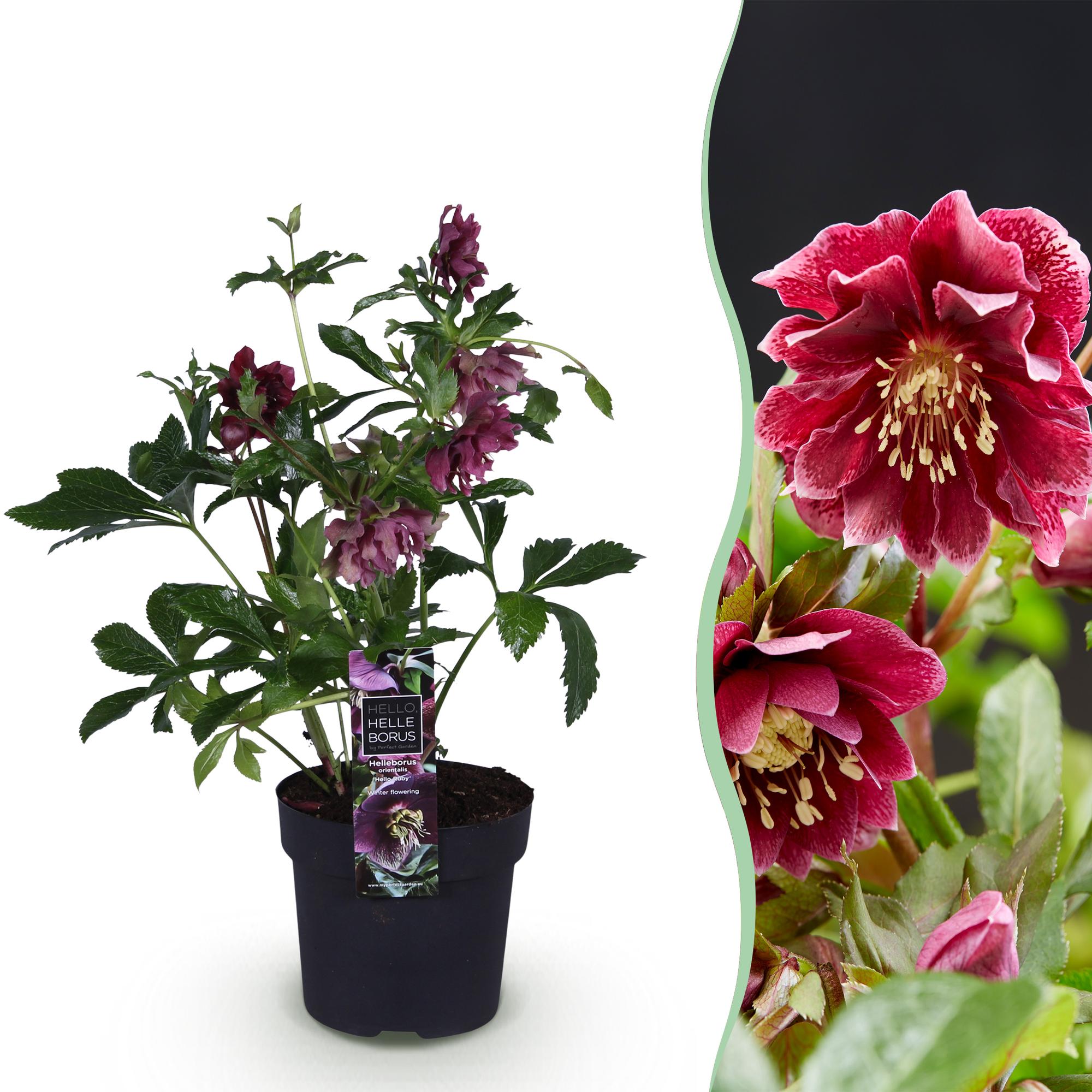 green-guardia-helleborus-double-ellen-red-christrose-1-pflanze image 1