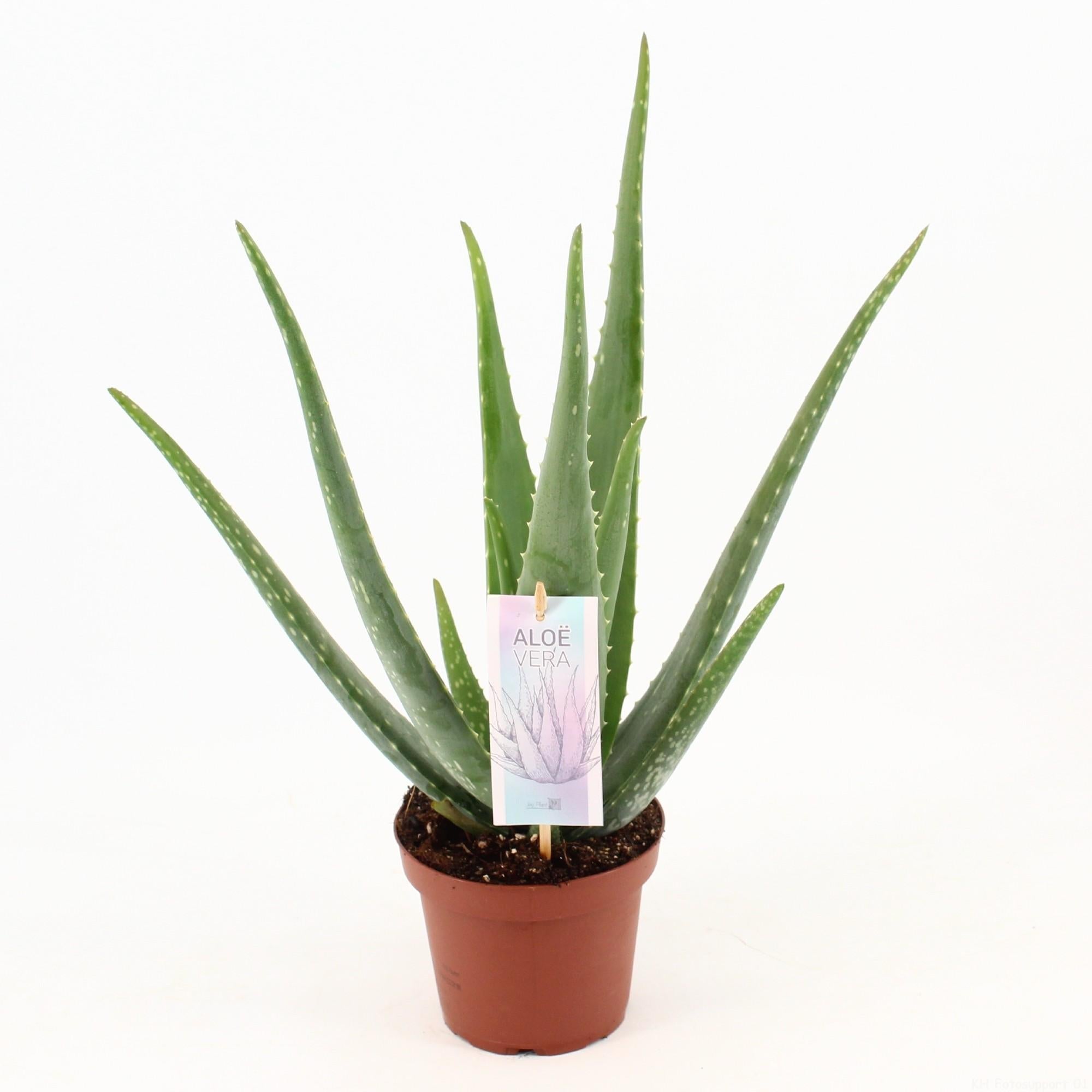 green-guardia-echte-aloe-vera-sukkulente-40-cm-pflegeleicht-sonnig image 1