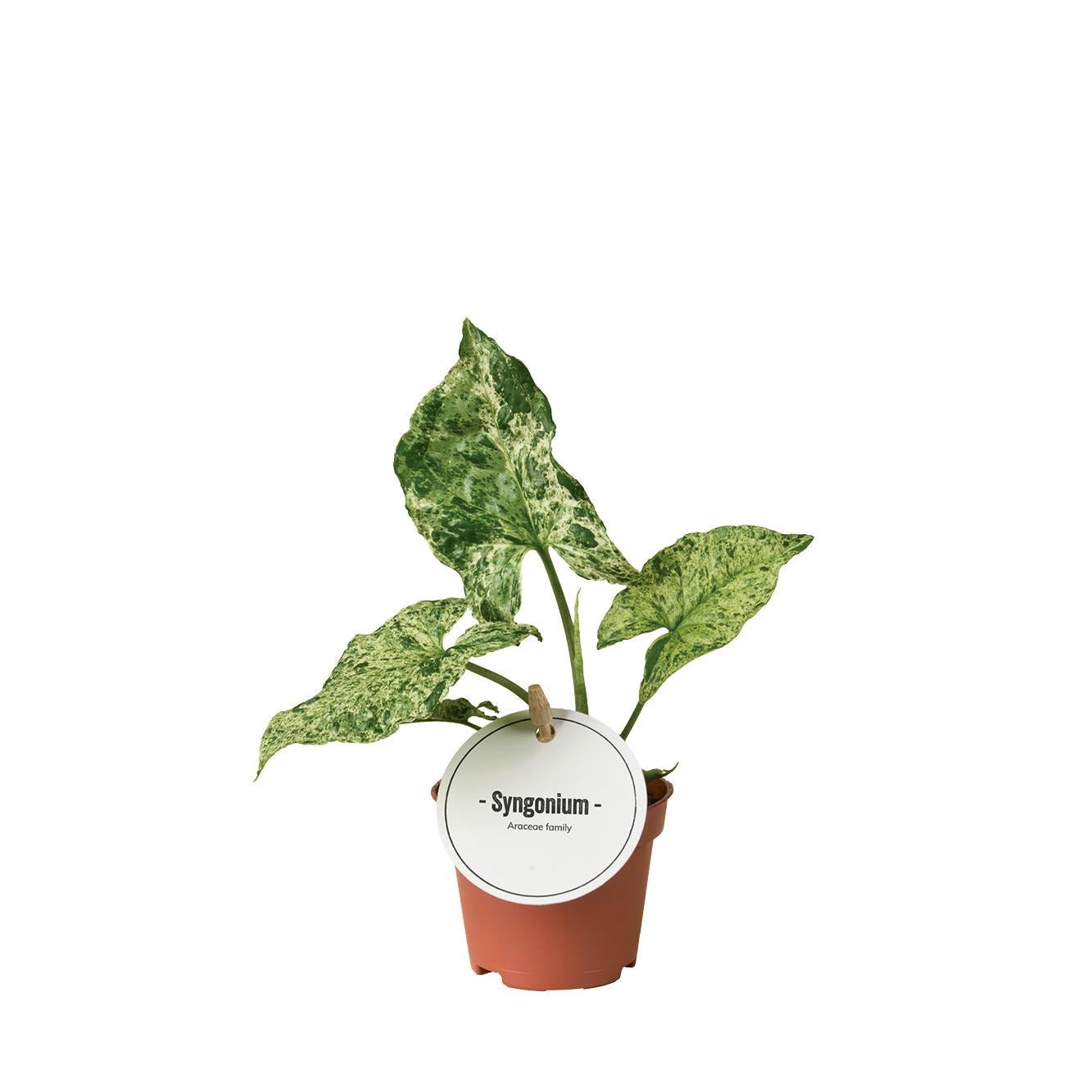 green-guardia-syngonium-pfeilblatt-zimmerpflanze-15-30-cm-gr-n image 4