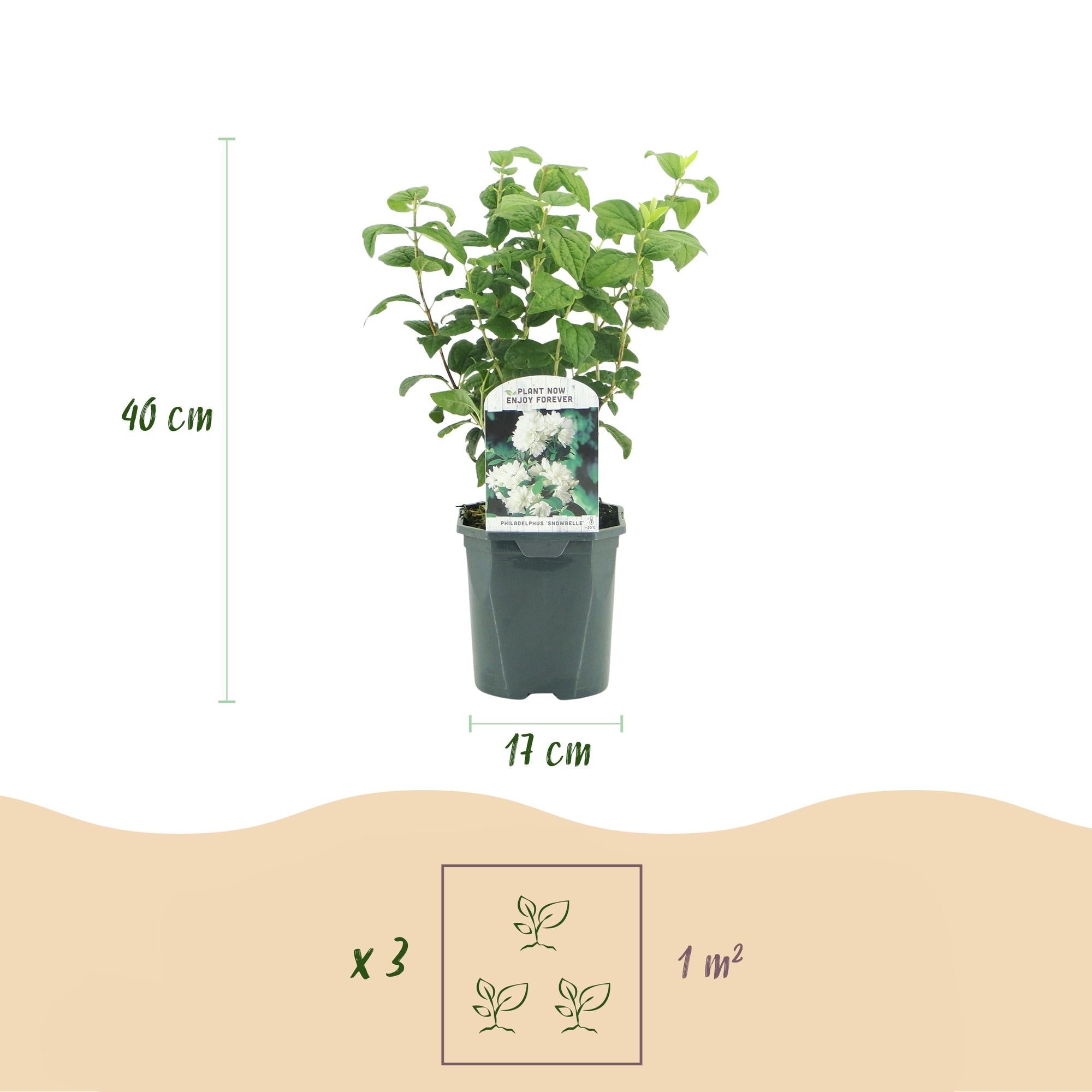 green-guardia-snowbelle-bauernjasmin-wei-17-cm-topf image 2