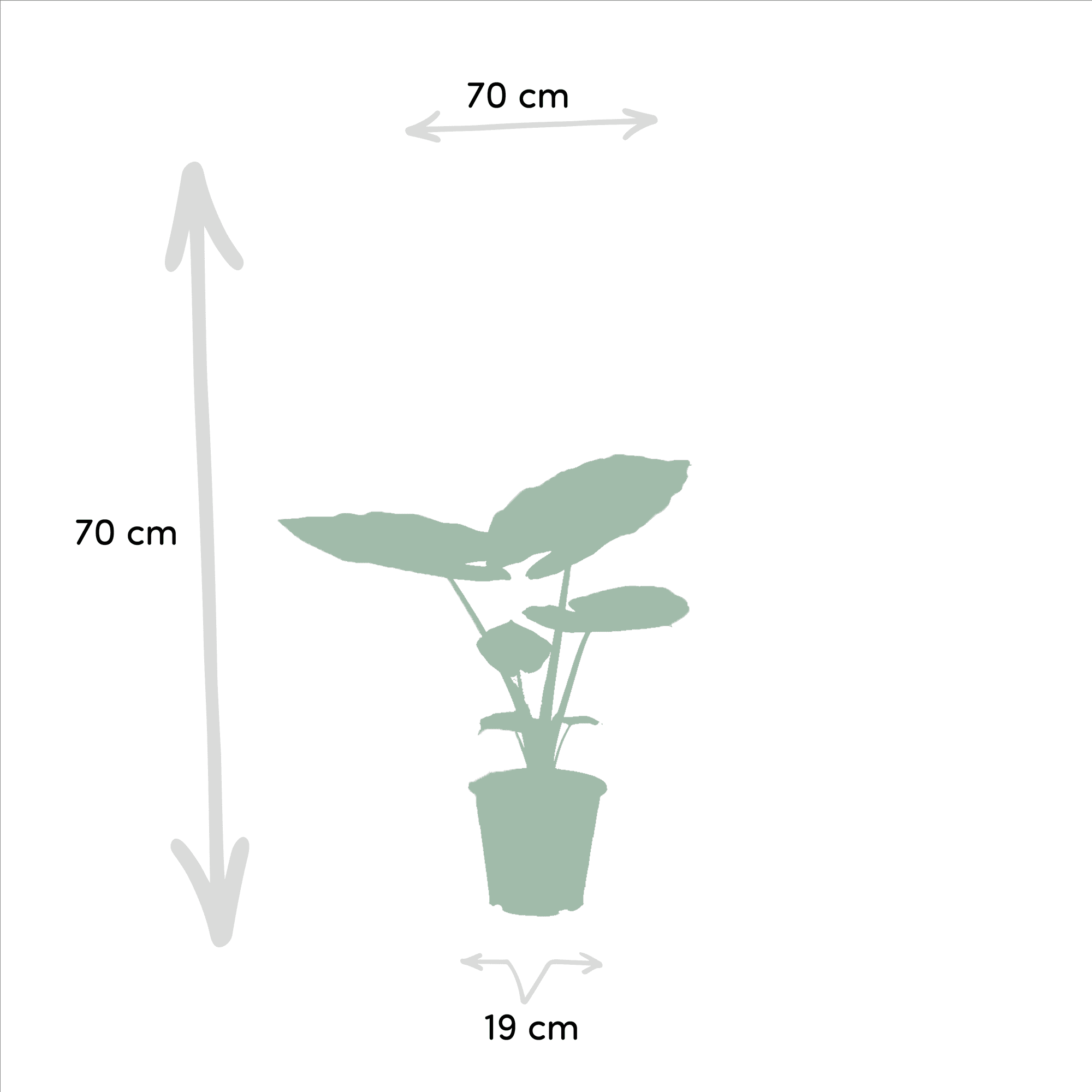 green-guardia-strelitzia-alocasia-zimmerpflanze-2-pflanzen image 2