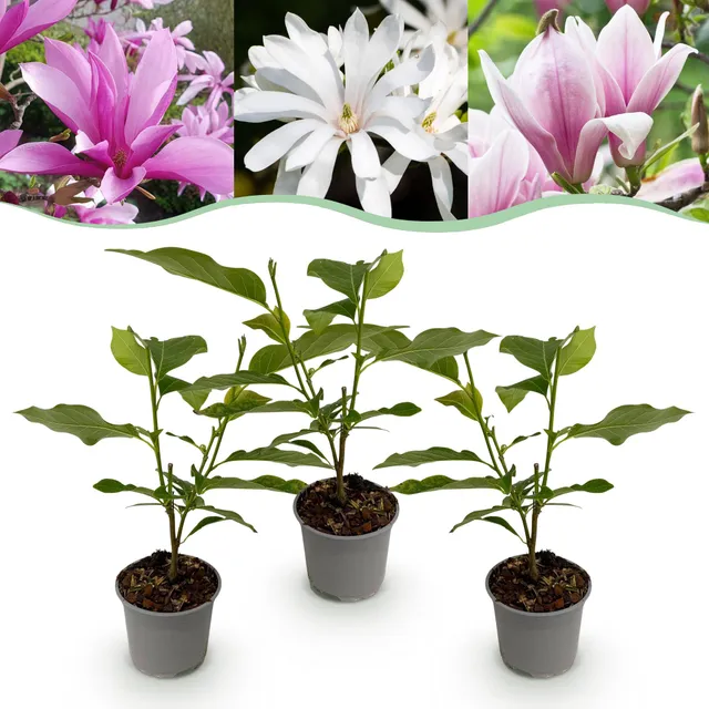 green-guardia-tricolour-magnolie-zierstrauch-12-cm-3-pflanzen image 1