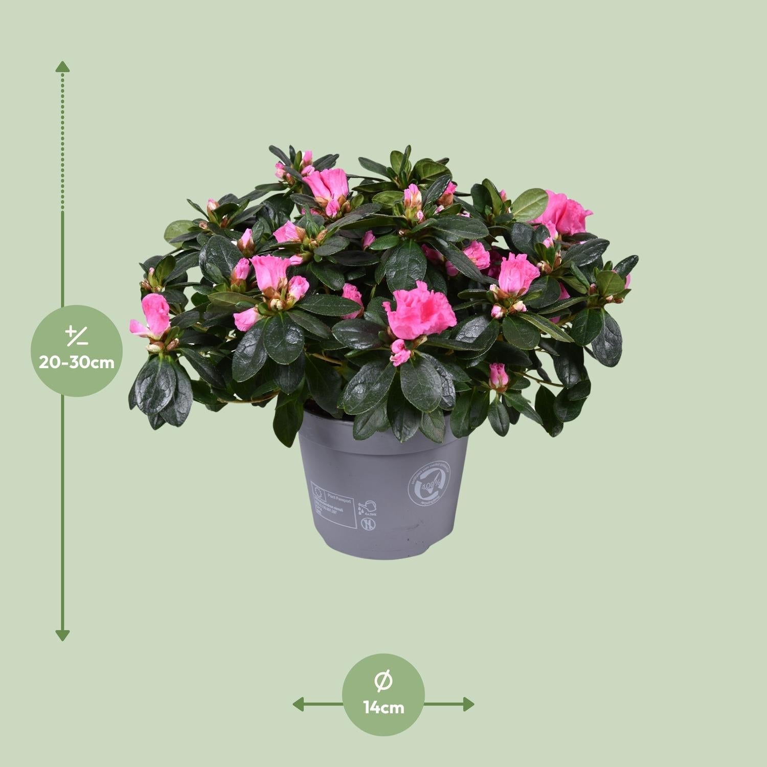 green-guardia-azalea-rose-vogel-bl-hpflanze-rosa-30-cm image 2