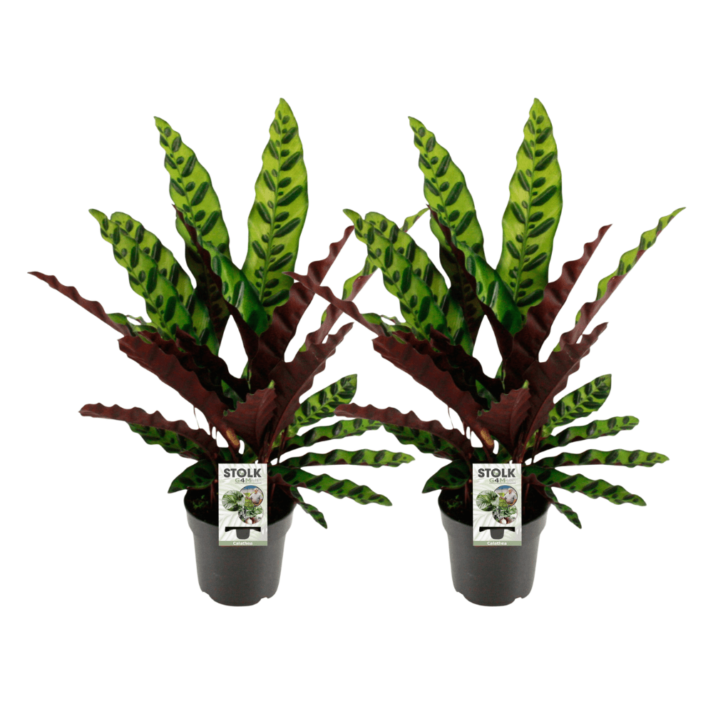 green-guardia-insignis-calathea-zimmerpflanze-14-cm-topf image 2