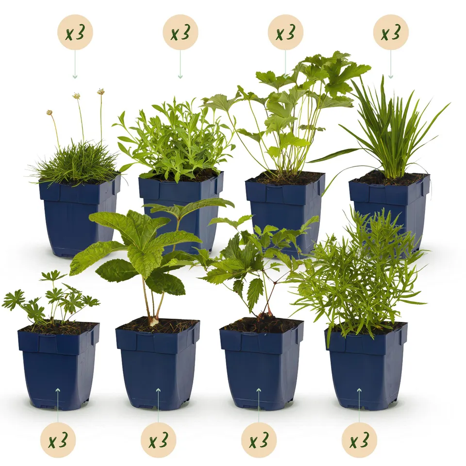 green-guardia-staudenmix-wei-gartenstauden-24-stauden-11-cm image 1