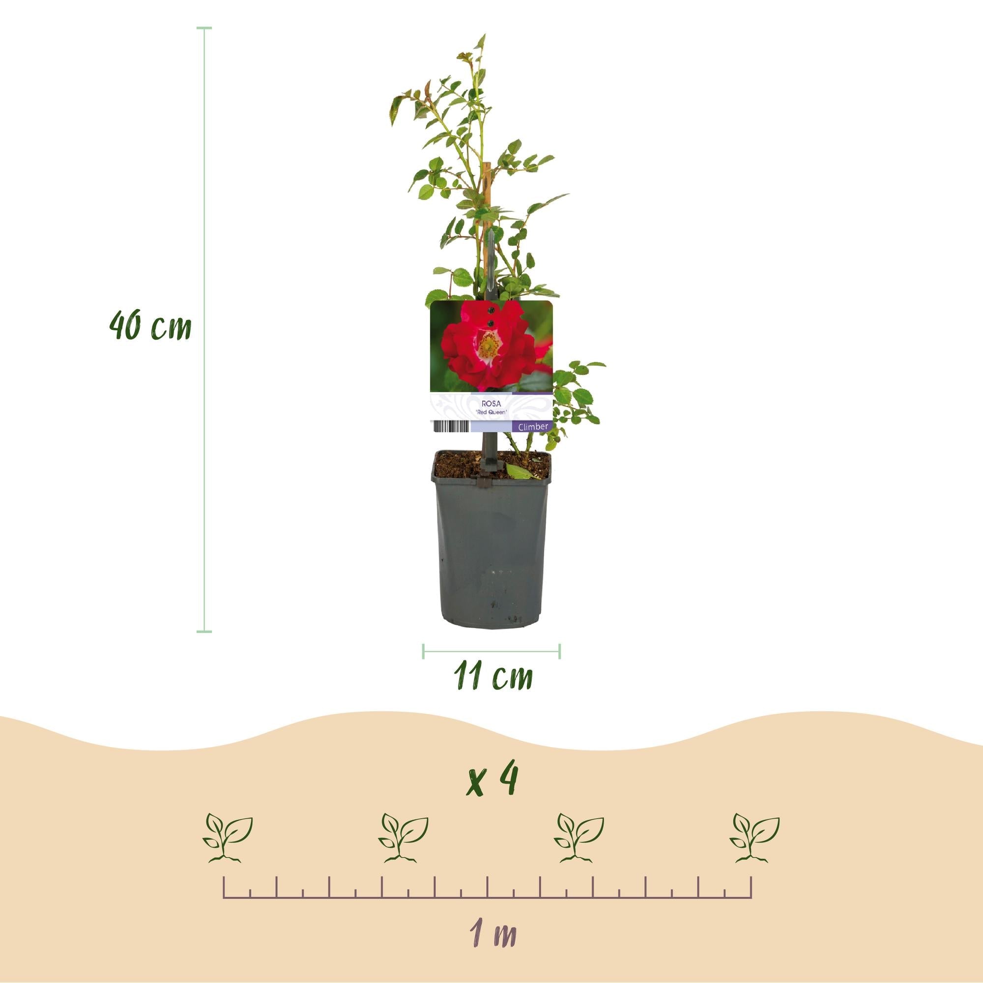 green-guardia-unsere-pflanzen-rosa-red-queen-kletterrose-2-pflanzen-rote-bl-ten image 3