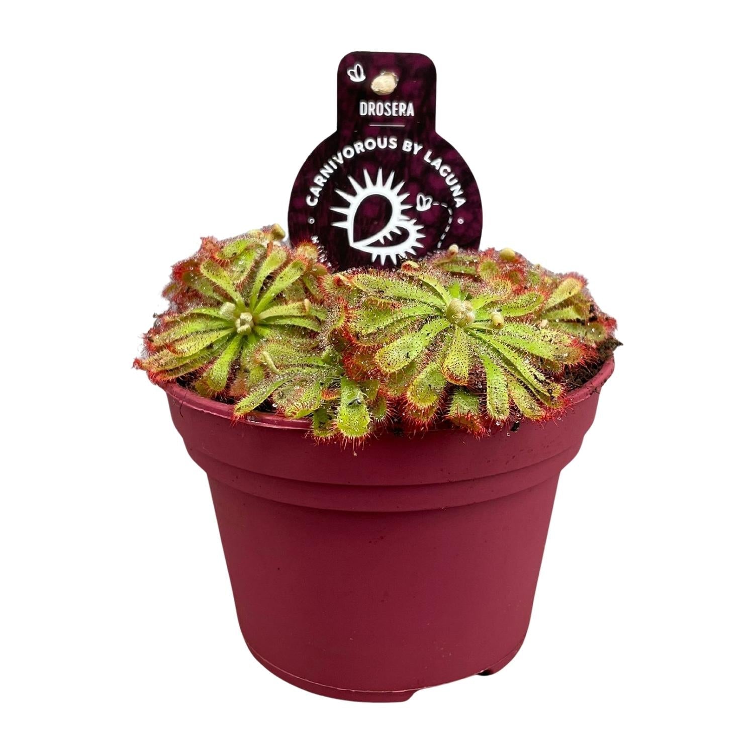 green-guardia-unsere-pflanzen-drosera-aliciae-sonnentau-12cm-topf image 1
