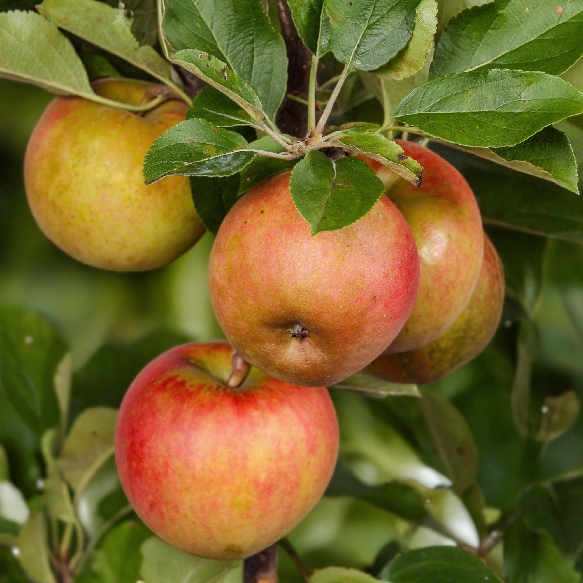 green-guardia-malus-domestica-elstar-apfelbaum-90cm-topf image 4