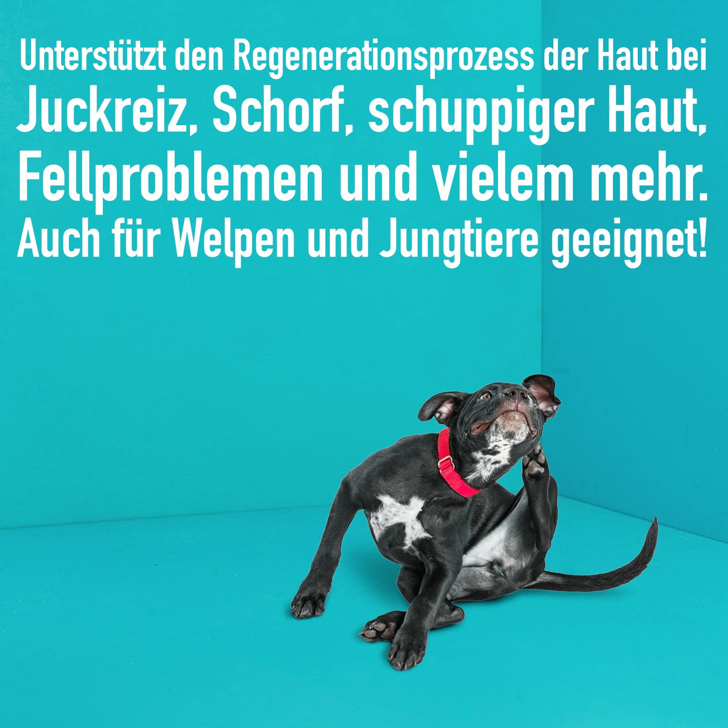 greenhero-haustierpflege-shampoo-sensitiv-hund-500-ml-birke image 4
