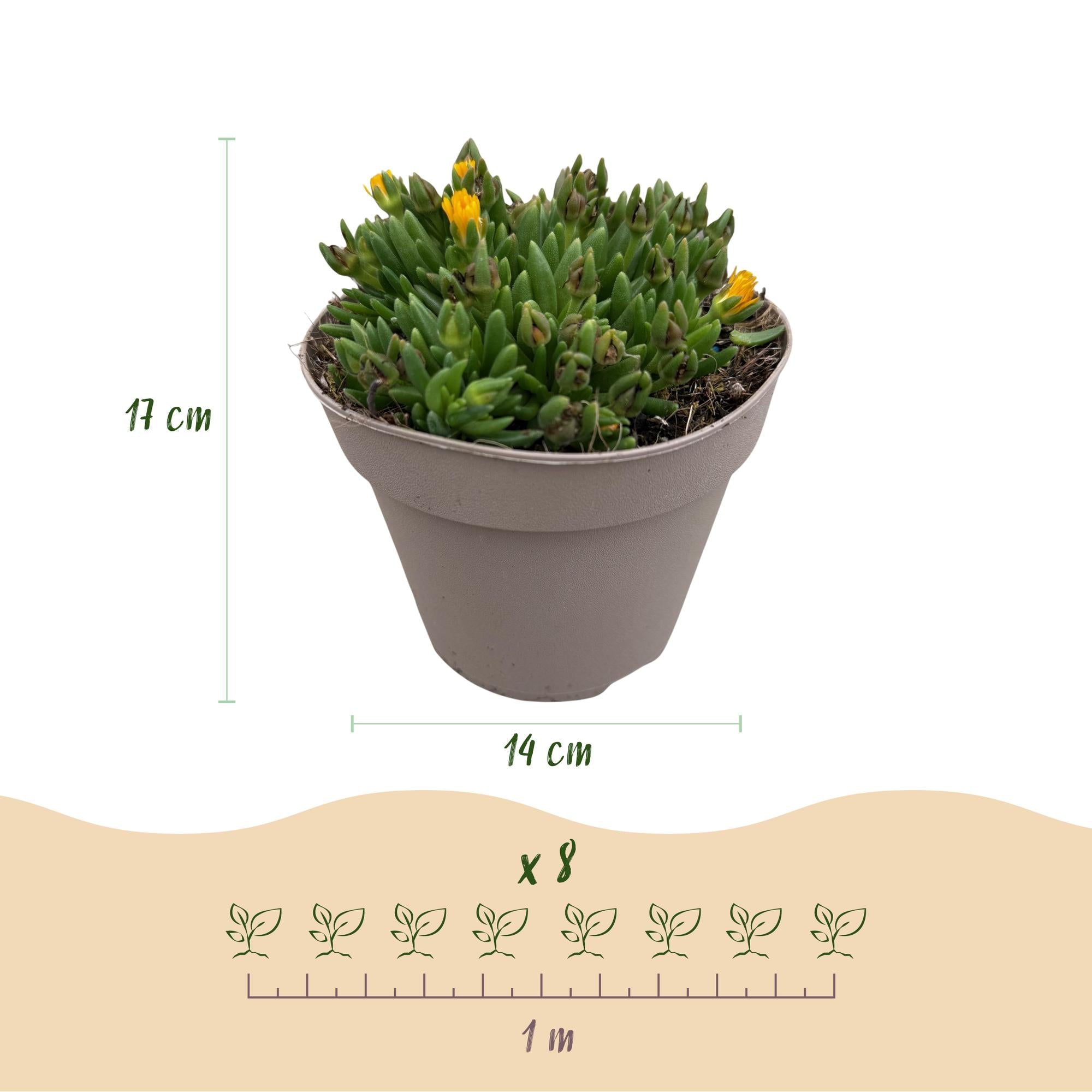 green-guardia-unsere-pflanzen-delosperma-bodendecker-8-pflanzen image 2