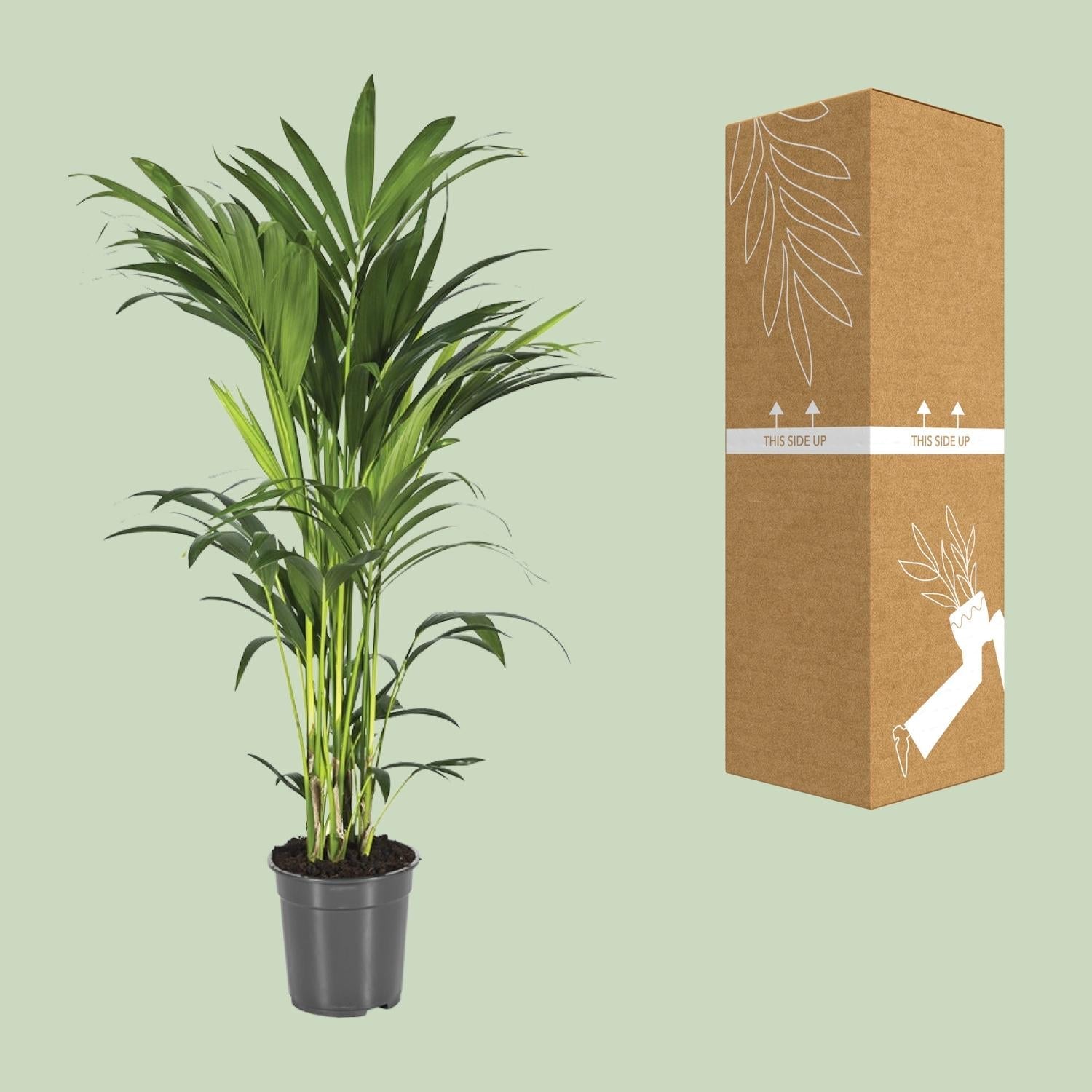 green-guardia-unsere-pflanzen-howea-kentia-palme-zimmerpalme-110-cm image 3