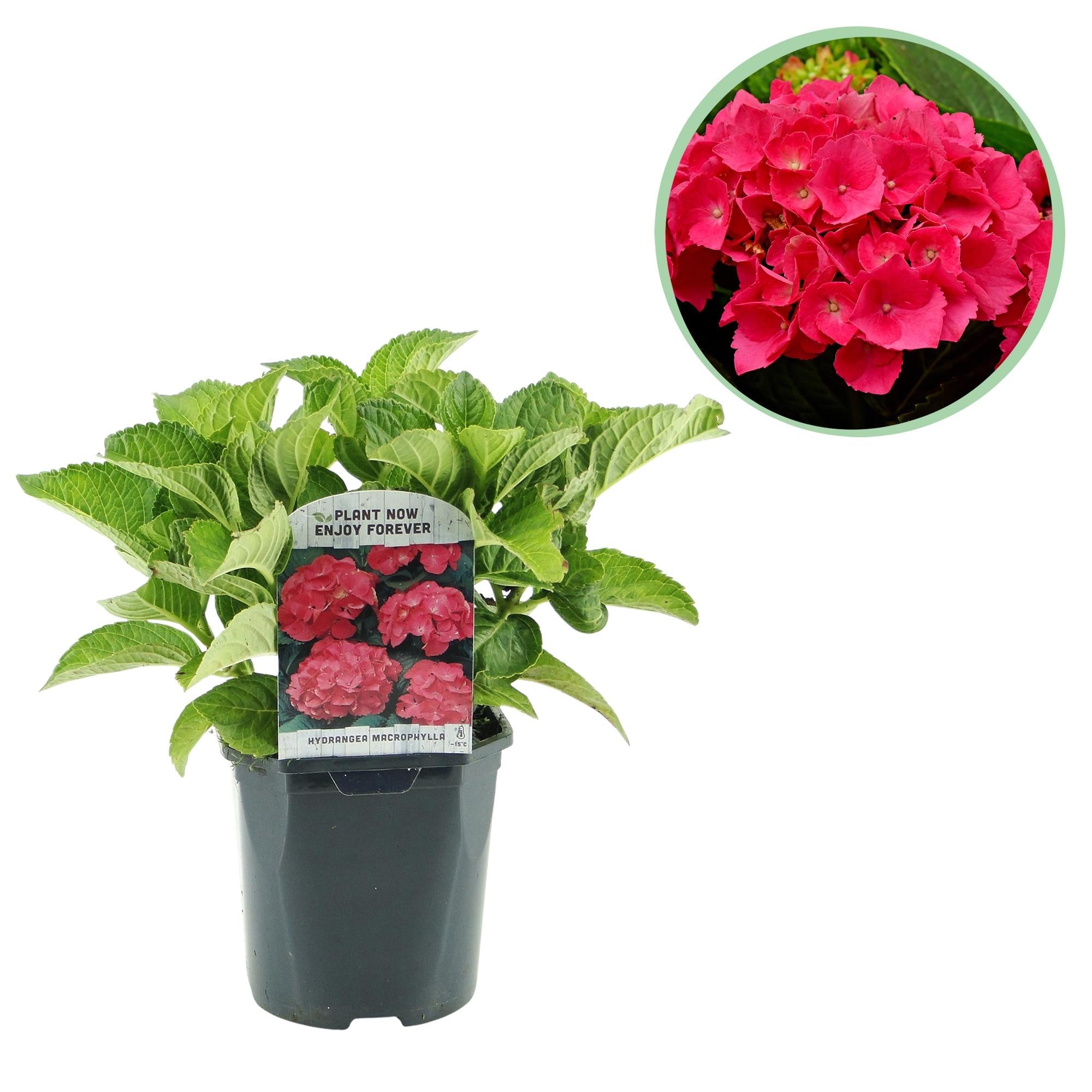 green-guardia-unsere-pflanzen-hydrangea-hortensie-blau-17cm-topf image 1