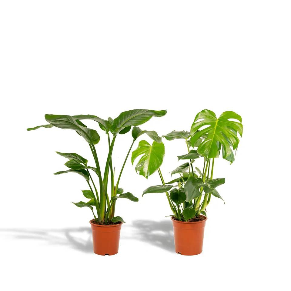 green-guardia-unsere-pflanzen-monstera-strelitzia-set-2-pflanzen image 1