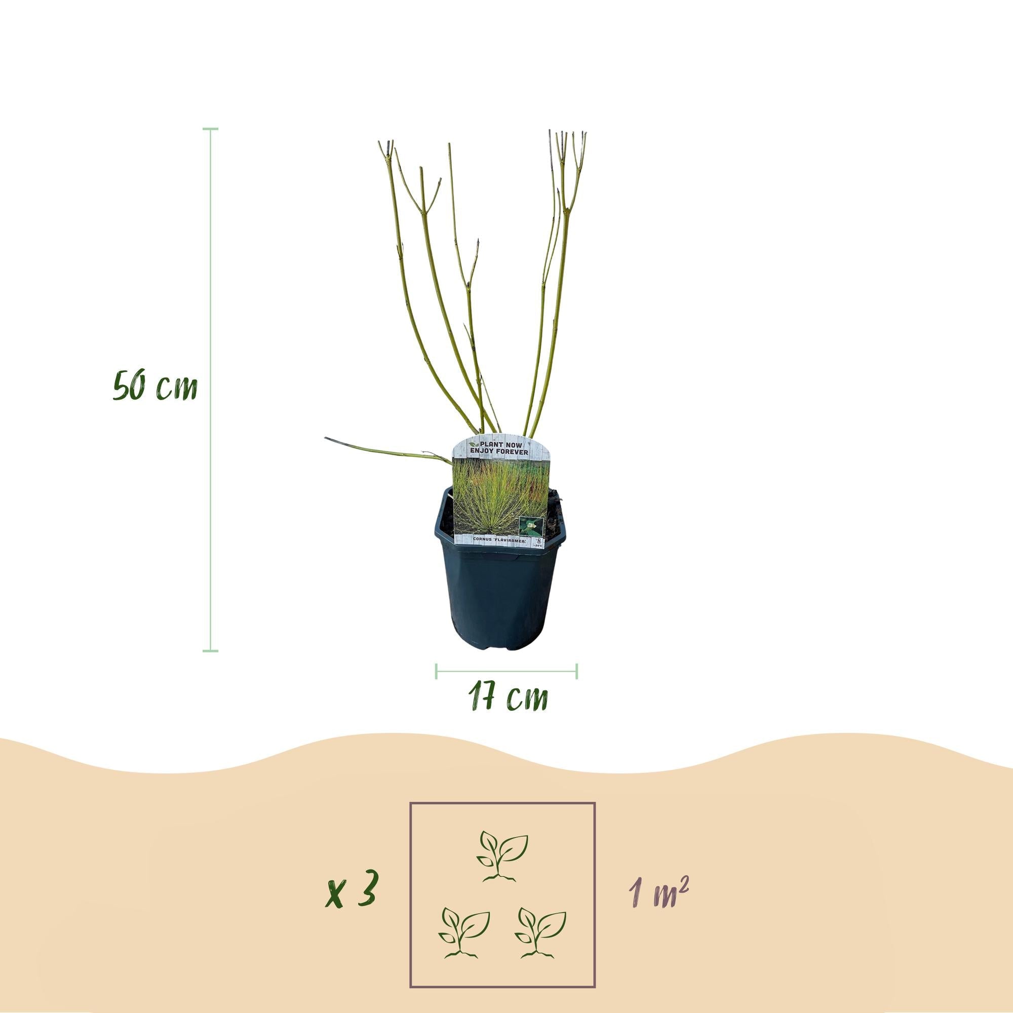 green-guardia-cornus-alba-flaviramea-strauch-45-cm-topf image 2