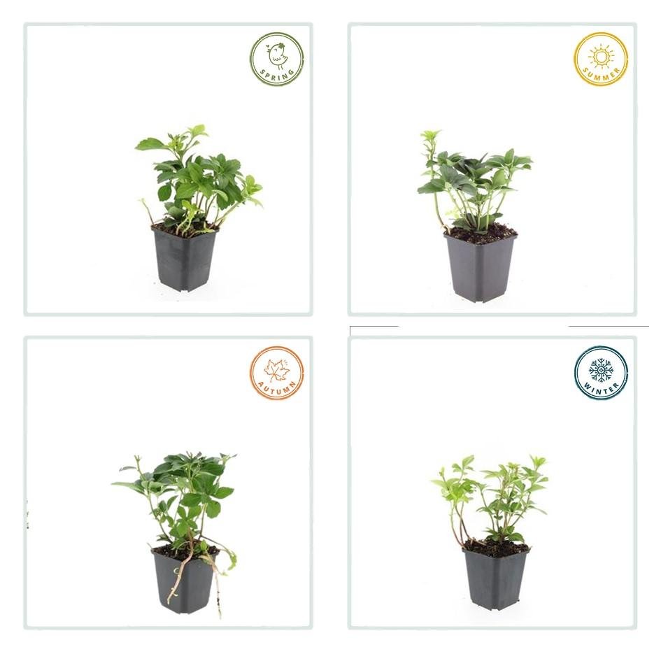 green-guardia-unsere-pflanzen-pachysandra-bodendecker-6-pflanzen-schatten image 3