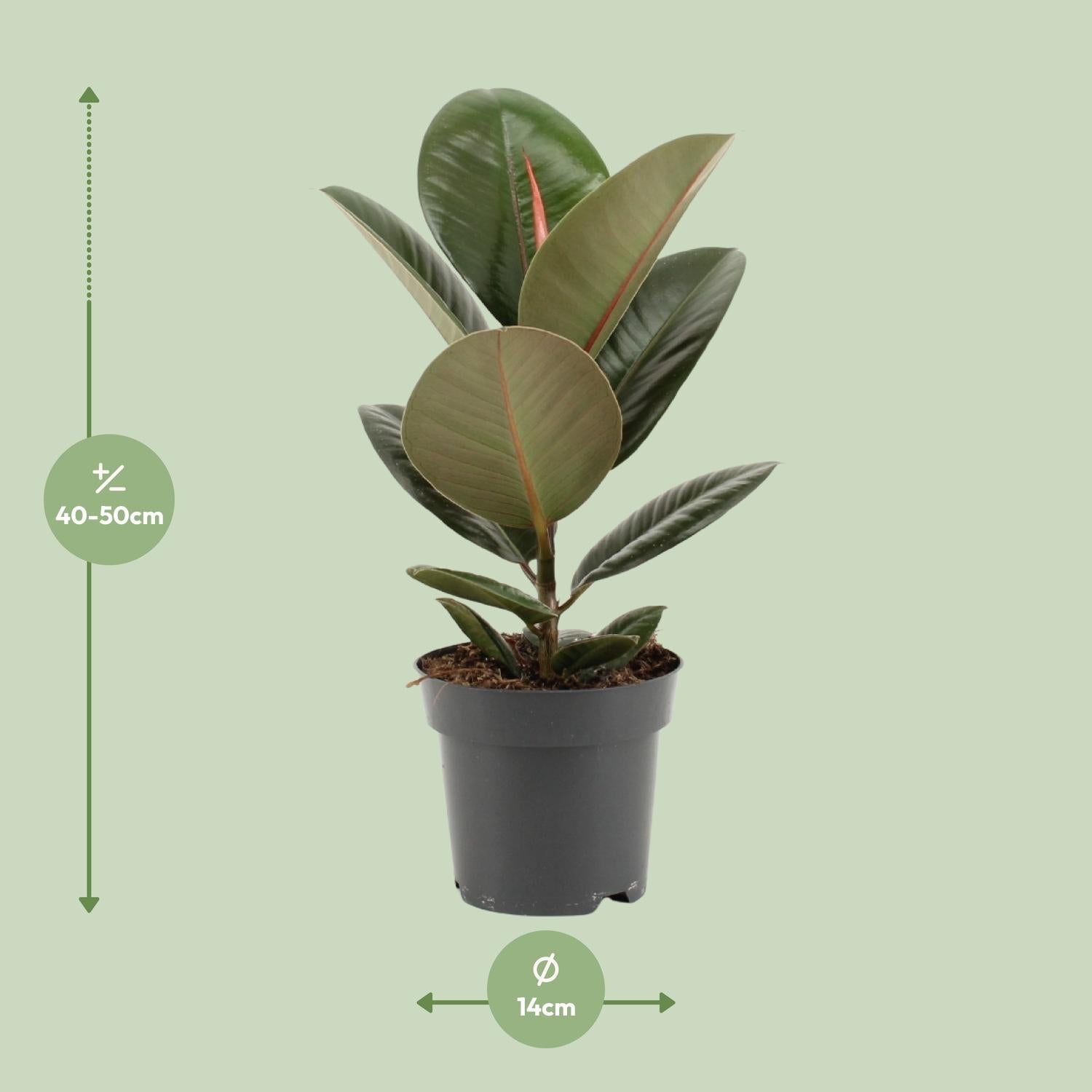 green-guardia-unsere-pflanzen-ficus-elastica-robusta-gummibaum-35-cm image 4