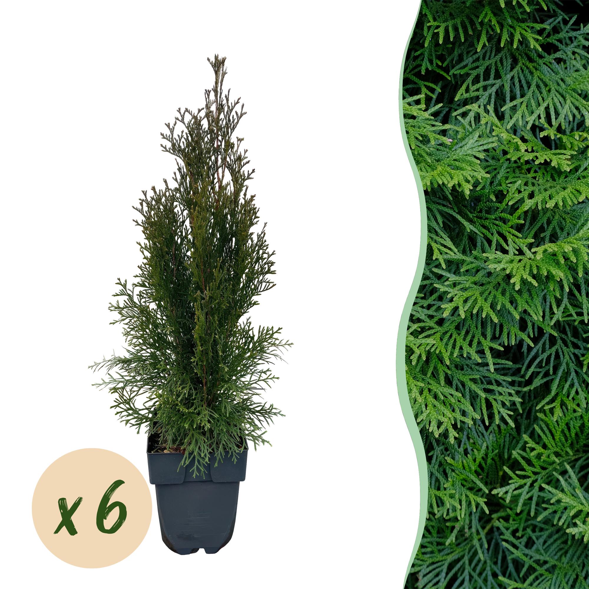 green-guardia-unsere-pflanzen-thuja-smaragd-heckenpflanze-60cm-17cm image 1
