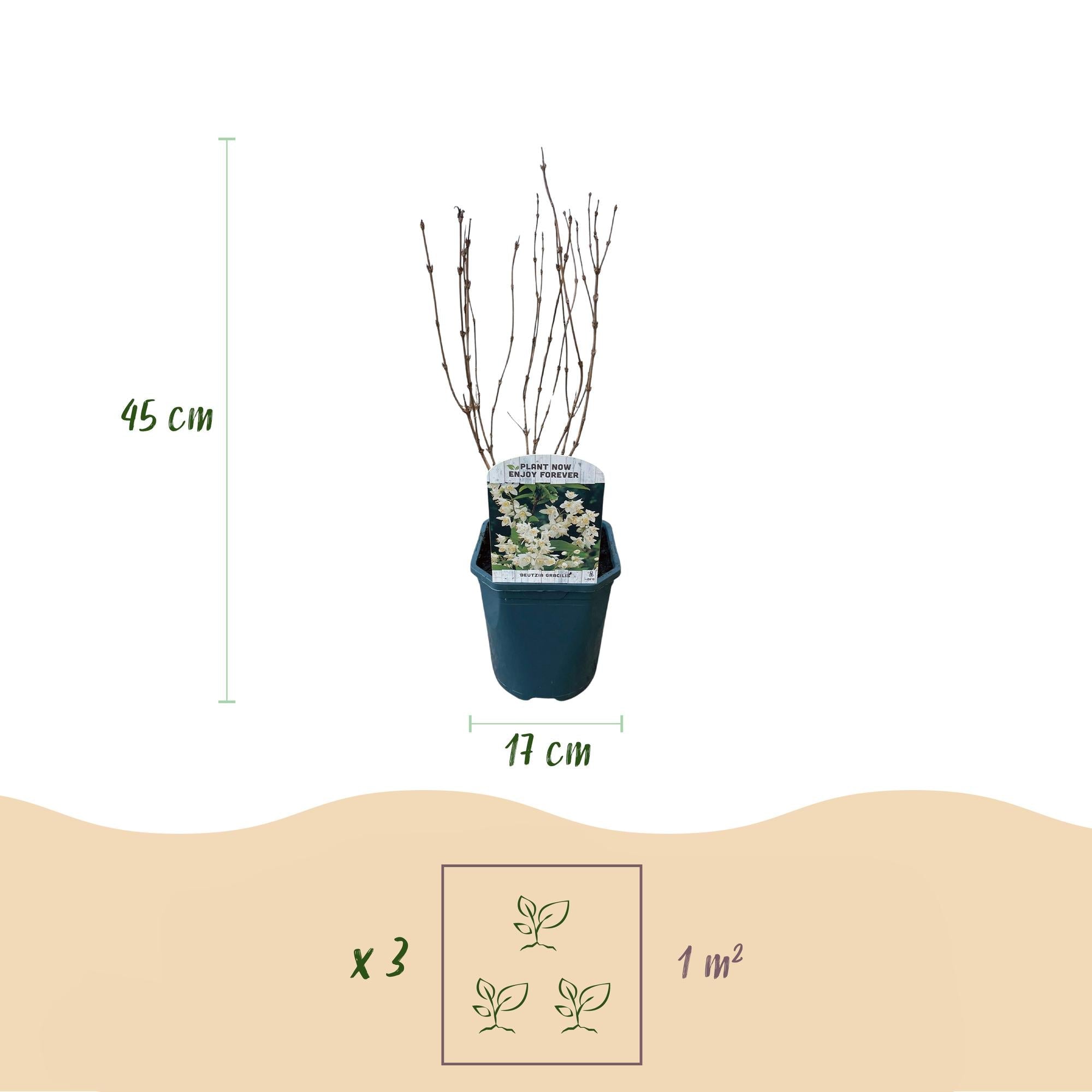 green-guardia-maiblumenstrauch-deutzia-gracilis-strauch-17-cm-topf-wei image 2