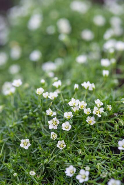 green-guardia-sagina-subulata-sternmoos-bodendecker-6-pflanzen image 5