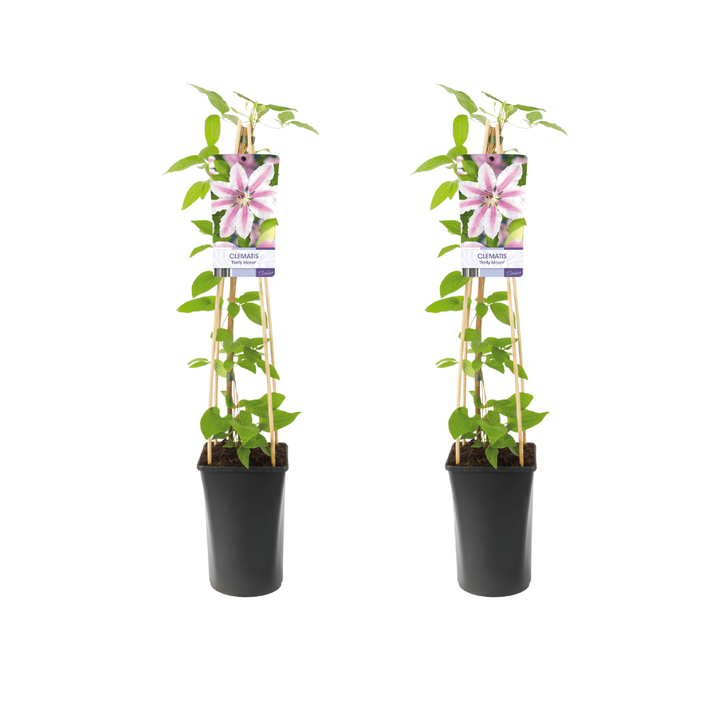 green-guardia-clematis-nelly-moser-rosa-15cm-topf image 3