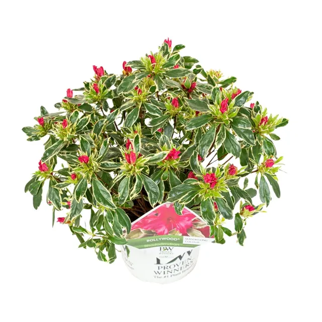 green-guardia-unsere-pflanzen-rhododendron-bollywood-30cm-pink image 1