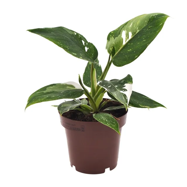 green-guardia-white-princess-philodendron-zimmerpflanze-25-cm image 1
