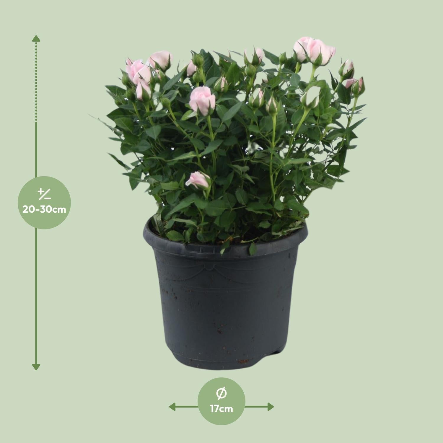 green-guardia-jewel-patio-baby-zwergrose-rosa-17-cm-topf image 2