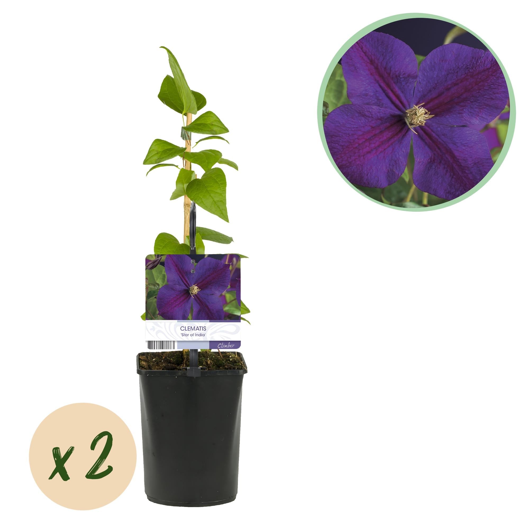 green-guardia-unsere-pflanzen-clematis-star-of-india-2-pflanzen image 1