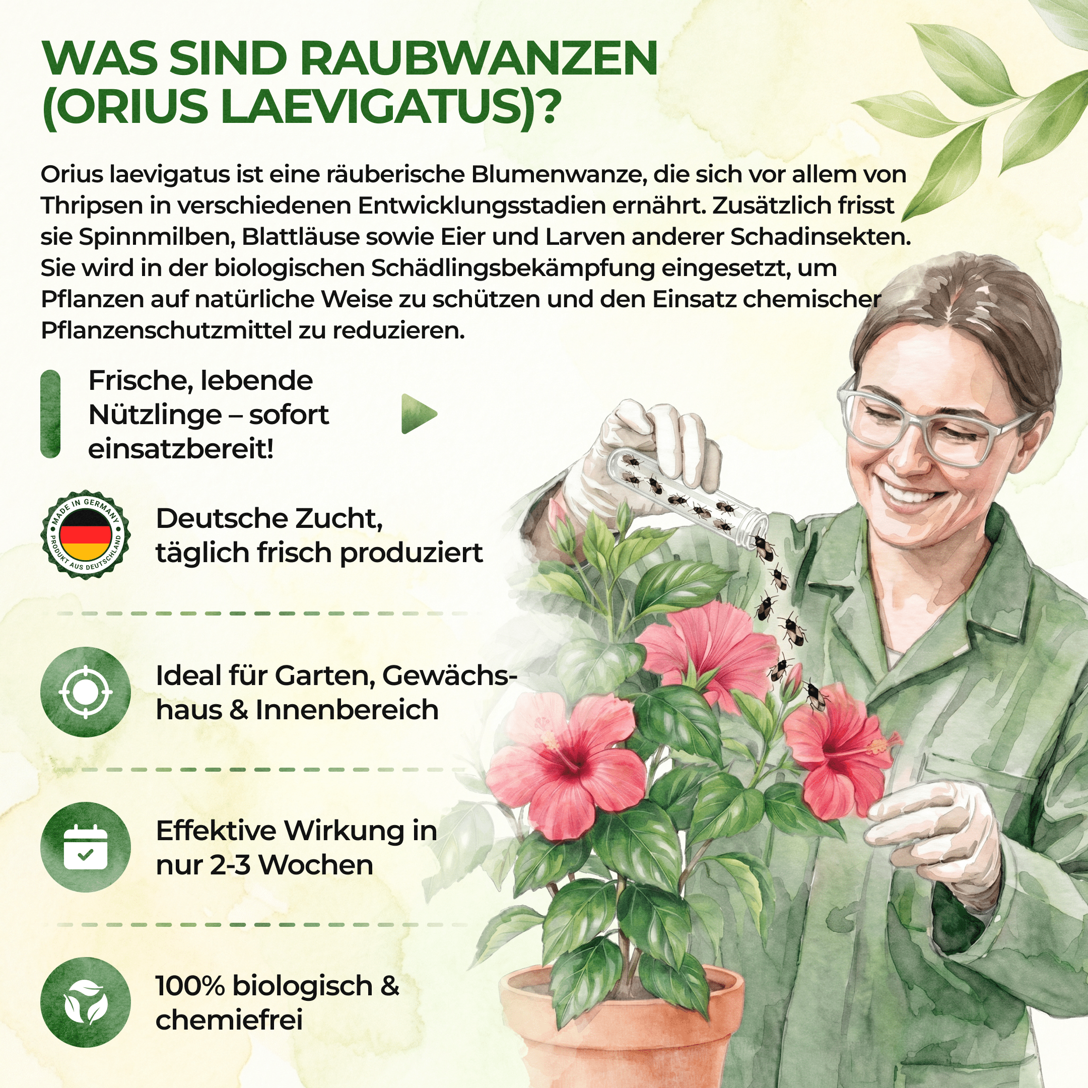 green-guardia-orius-raubwanzen-gegen-thripse-30-n-tzlinge-5-10-m image 6
