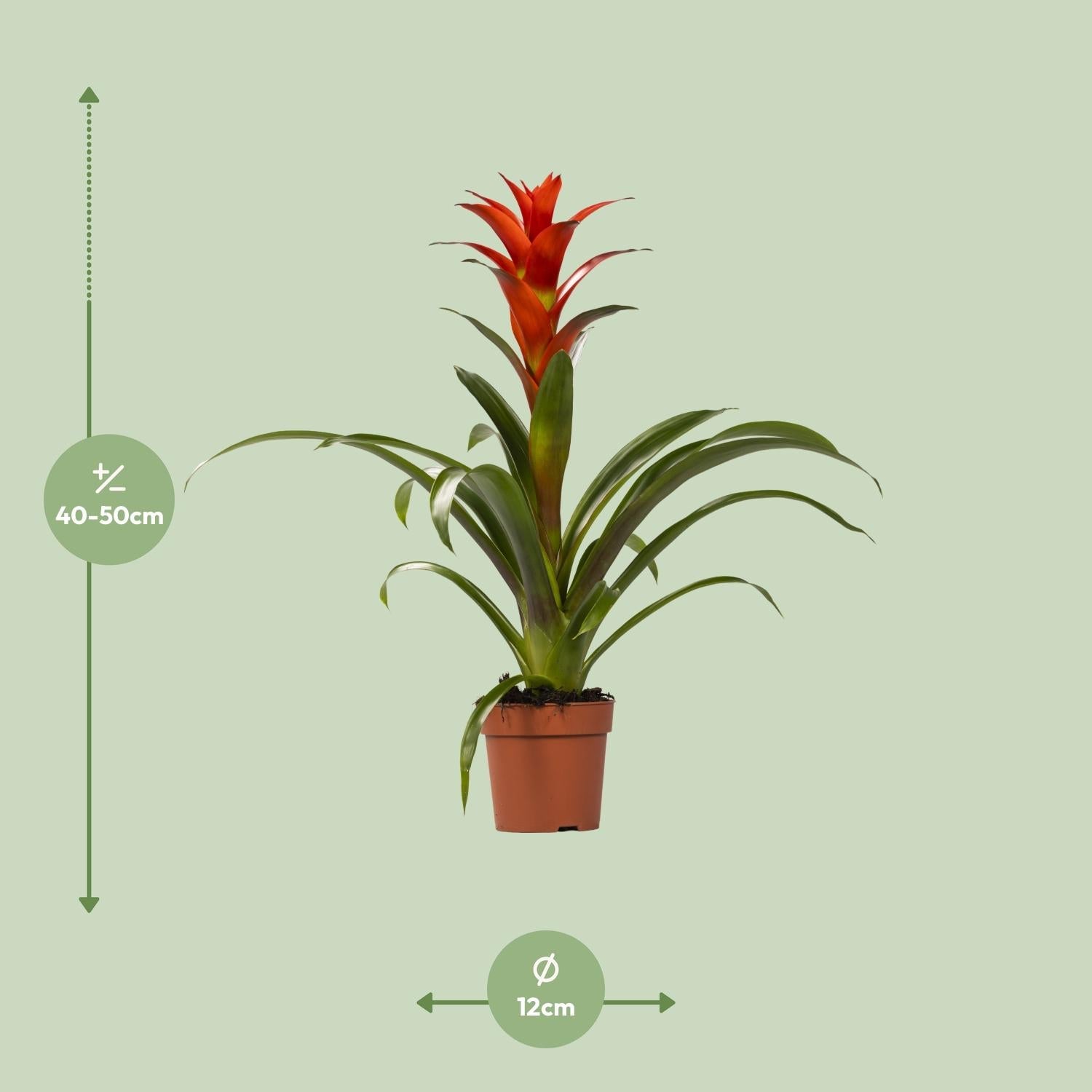 green-guardia-guzmania-bromelie-zimmerpflanze-crown-12cm image 7