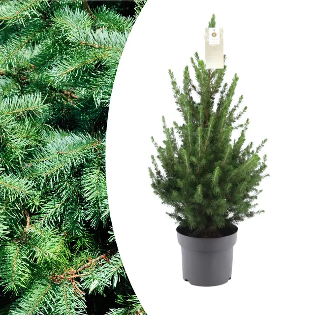 green-guardia-zwergfichte-conica-weihnachtsbaum-im-topf-70-cm image 1