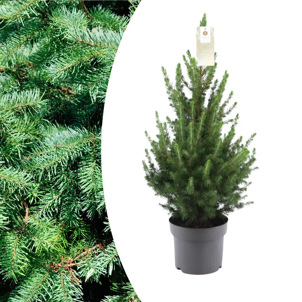 green-guardia-zwergfichte-conica-weihnachtsbaum-im-topf-70-cm image 1