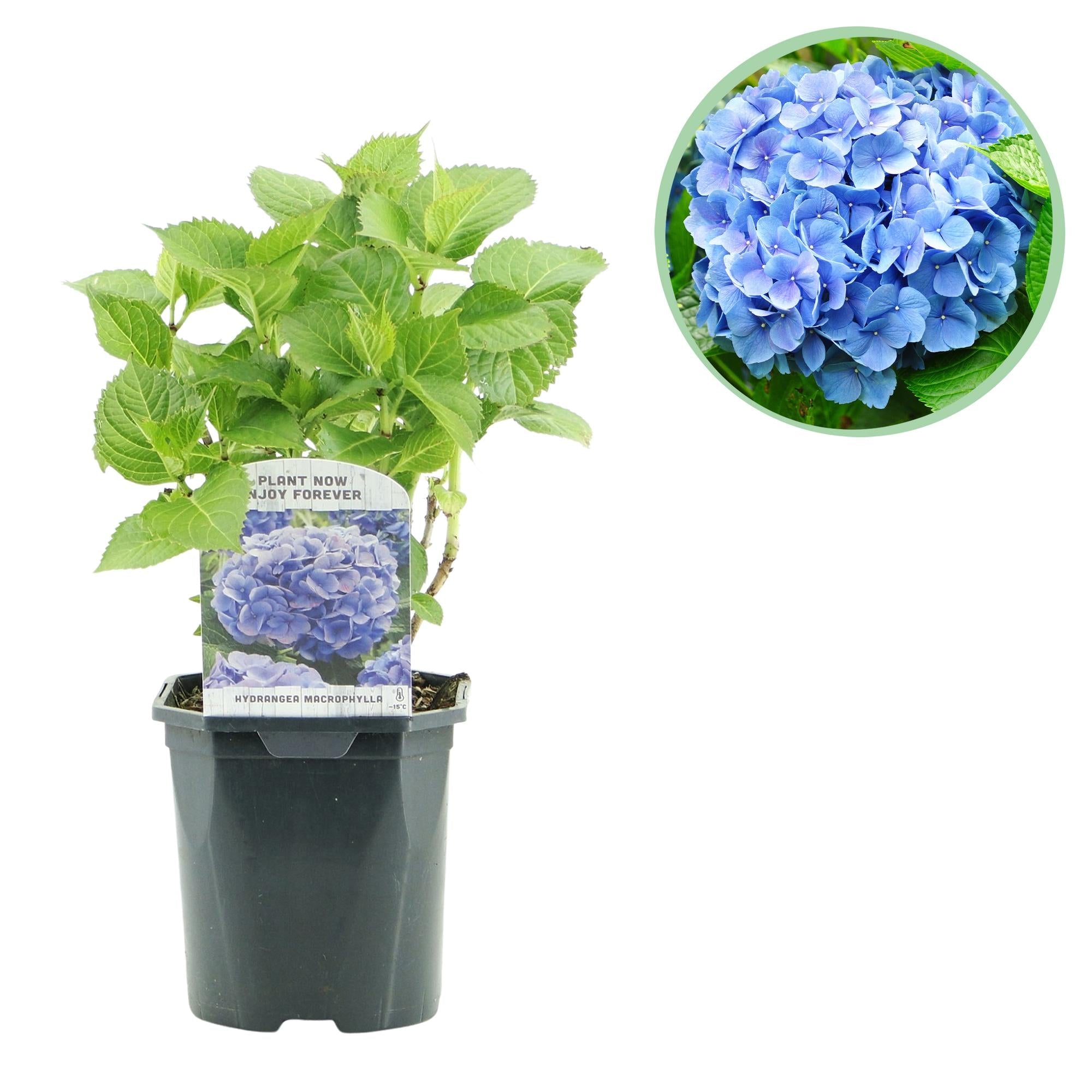 green-guardia-unsere-pflanzen-hydrangea-hortensie-blau-17cm-topf image 3