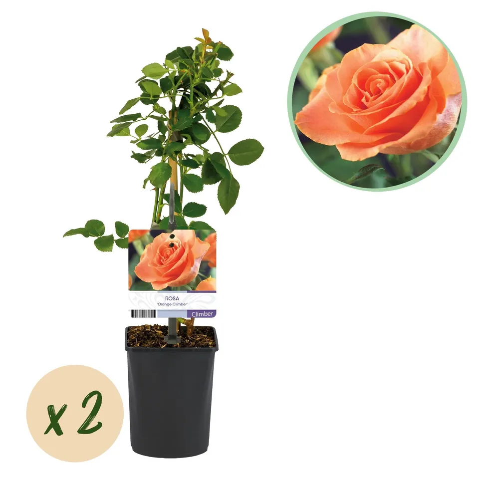 green-guardia-unsere-pflanzen-rosa-orange-climber-kletterrose-2x40cm image 1