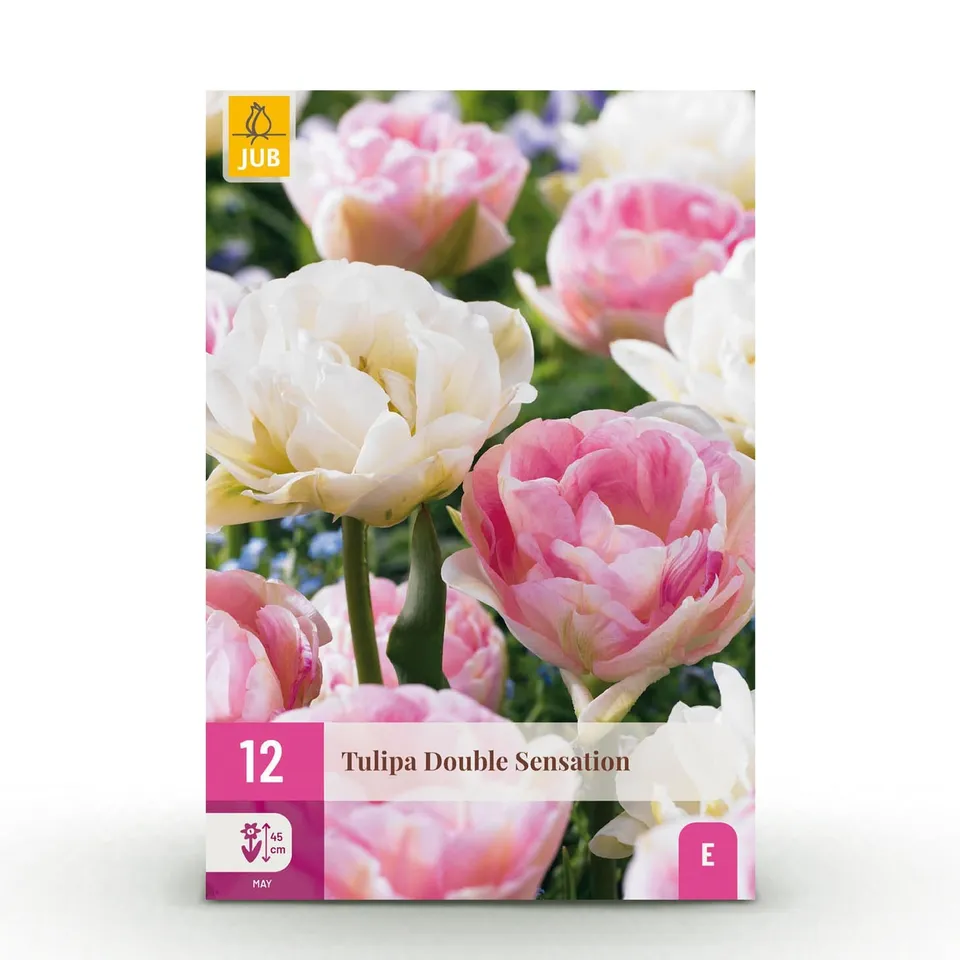 green-guardia-double-sensation-tulpe-blumenzwiebeln-12-st-ck-wei-rosa image 1