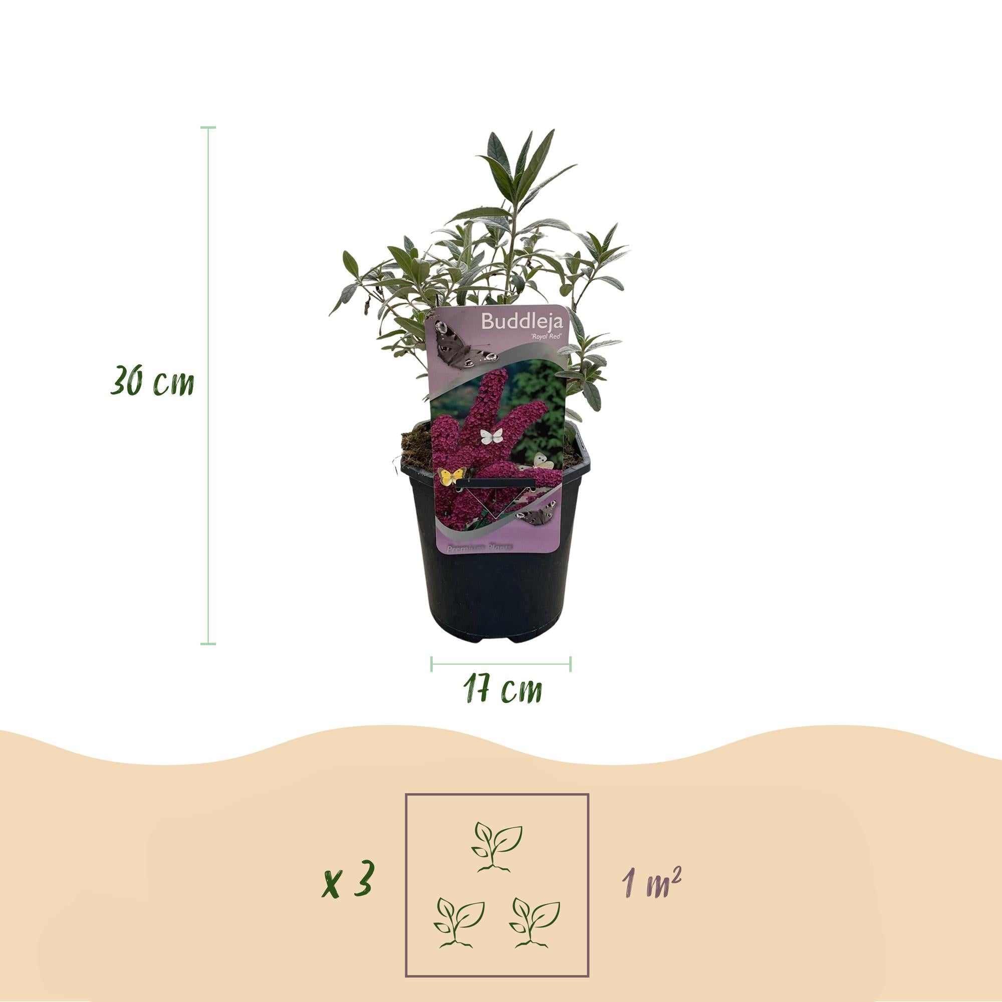 green-guardia-buddleja-royal-red-schmetterlingsstrauch-17cm-rot image 2