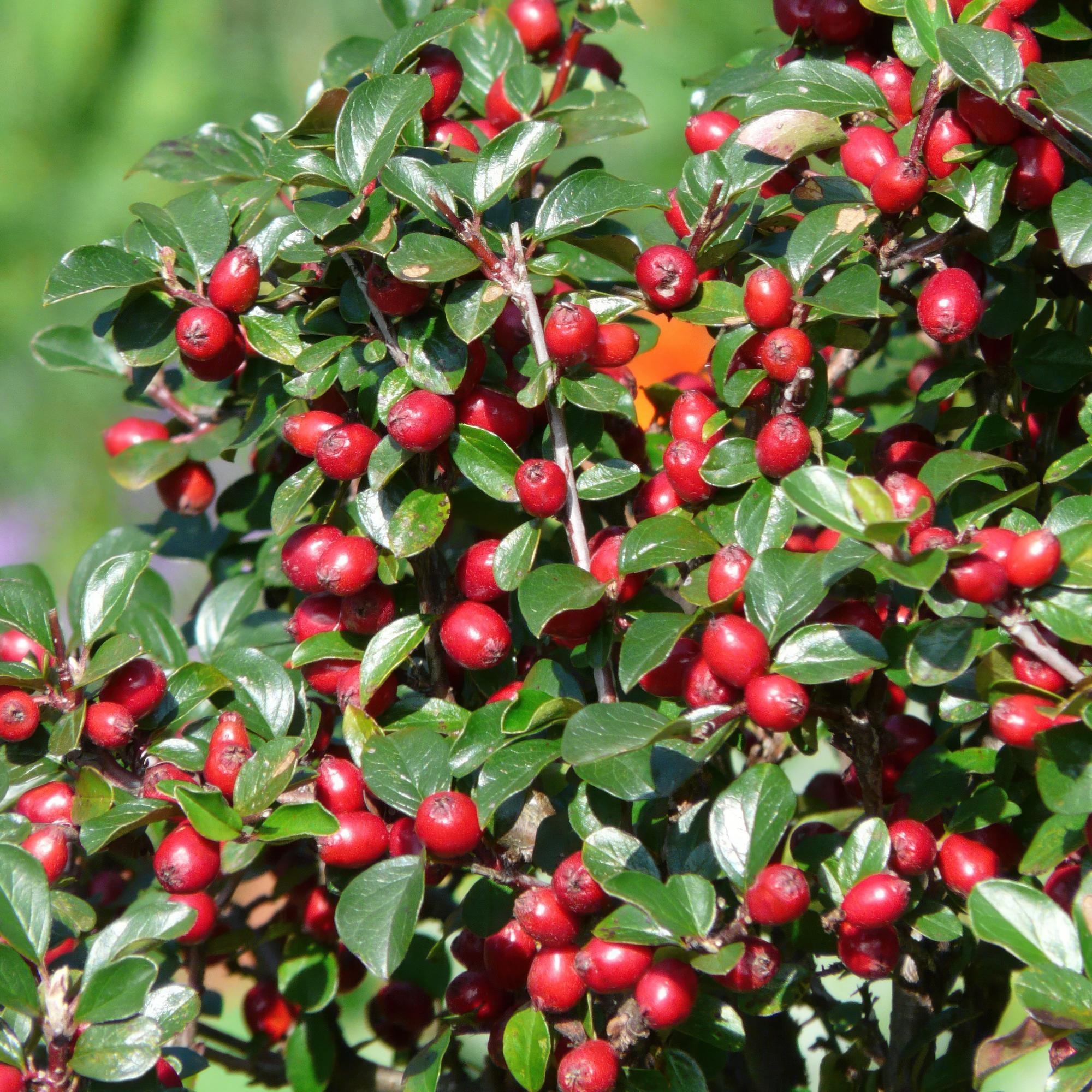 green-guardia-cotoneaster-dammeri-bodendecker-6x-9cm image 5