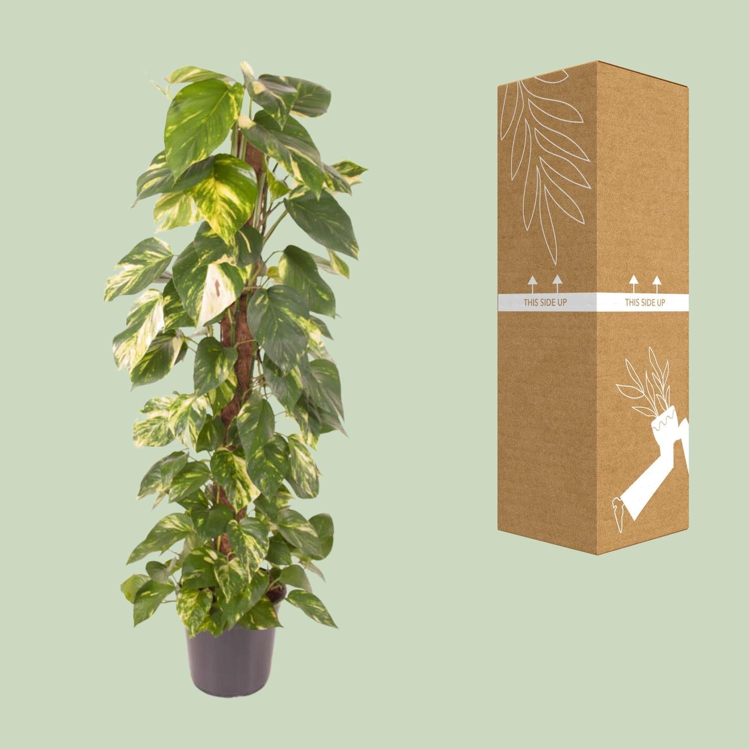 green-guardia-unsere-pflanzen-efeutute-epipremnum-120-cm-24-topf image 3