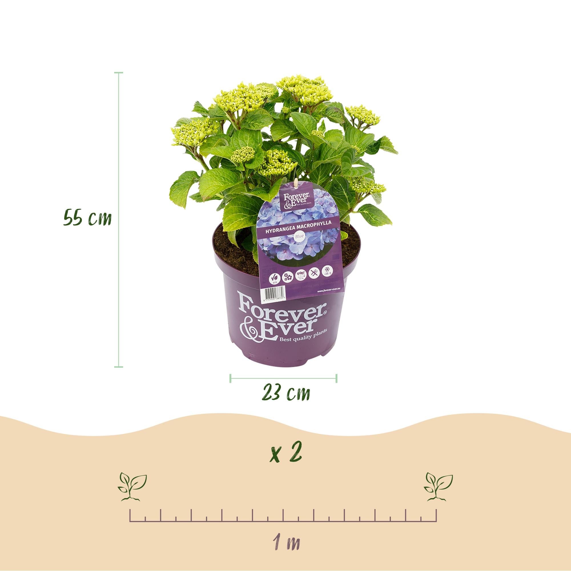 green-guardia-forever-ever-hortensie-blau-23-cm-topf-55-cm image 2