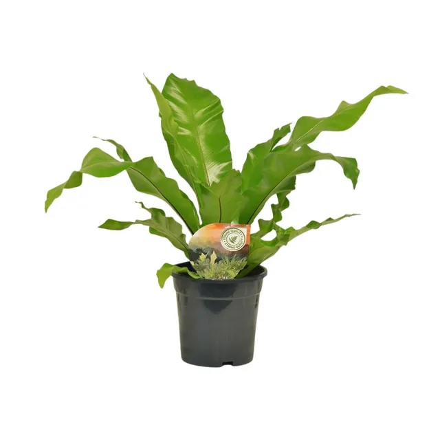 green-guardia-asplenium-nestfarn-zimmerpflanze-17cm-60cm image 1