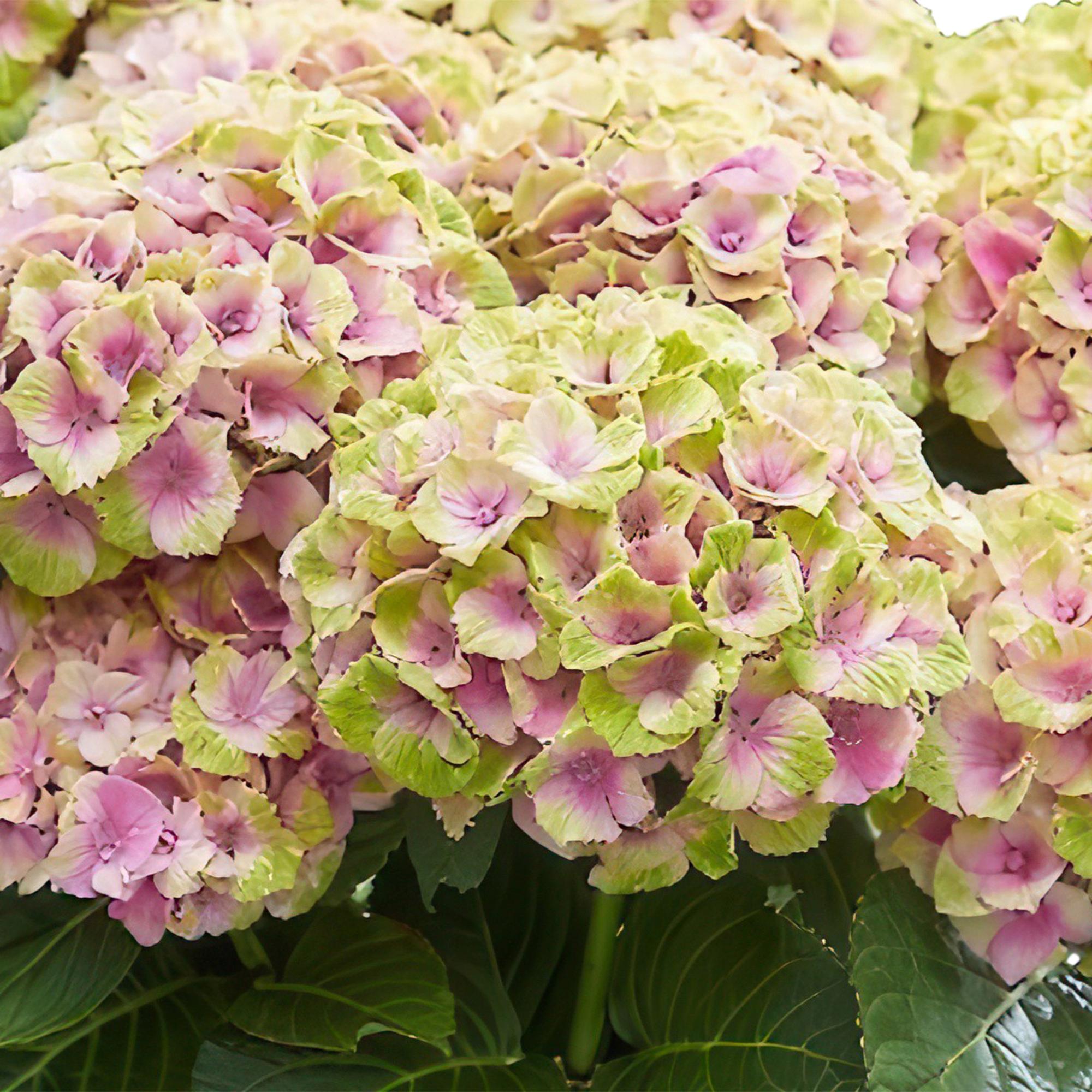green-guardia-hydrangea-magical-jewel-pink-hortensie-23-cm-topf image 4